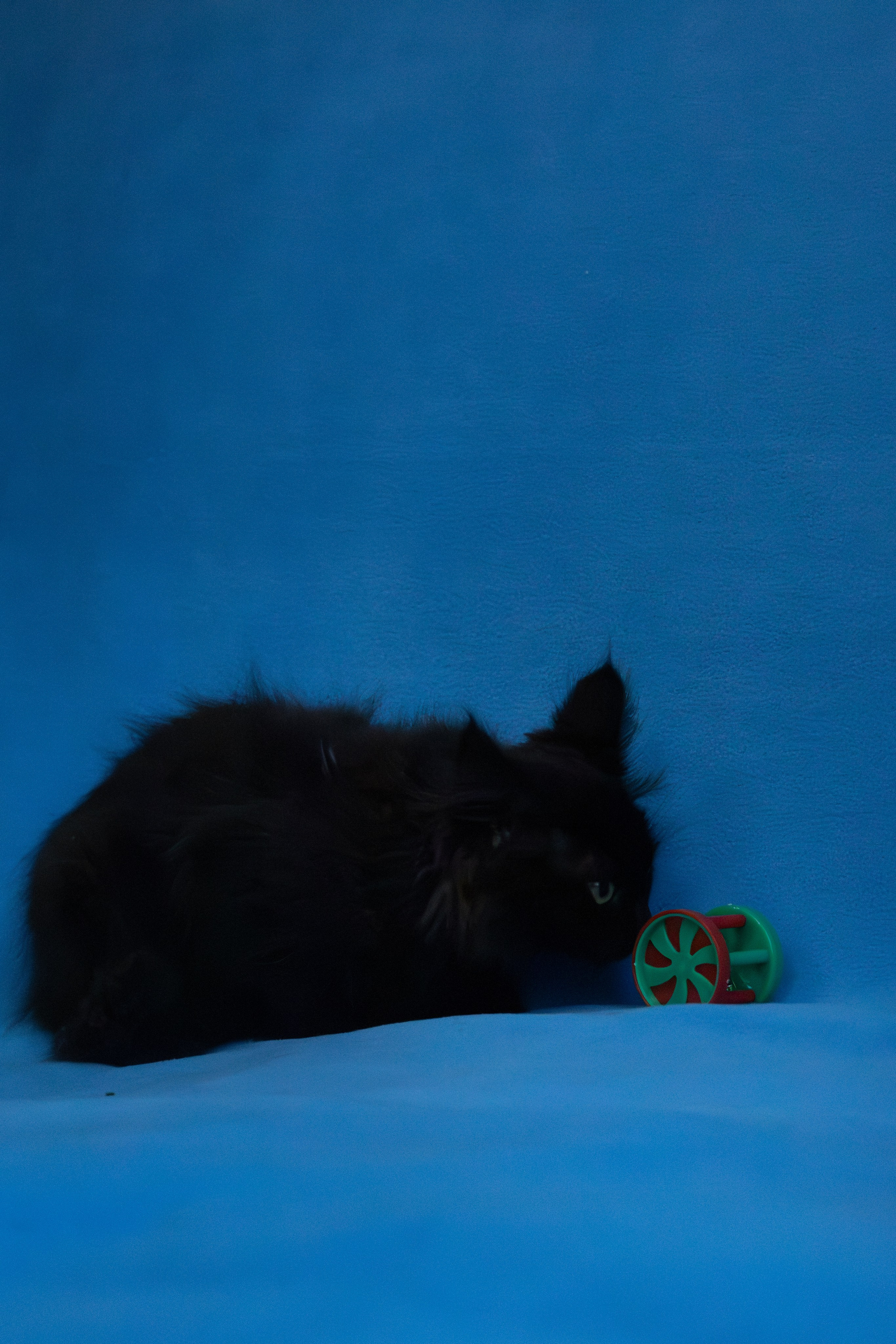 Домашняя съемка кота Черныша для поиска семьи. Фотограф-анималист в Москве Екатерина Тихонова