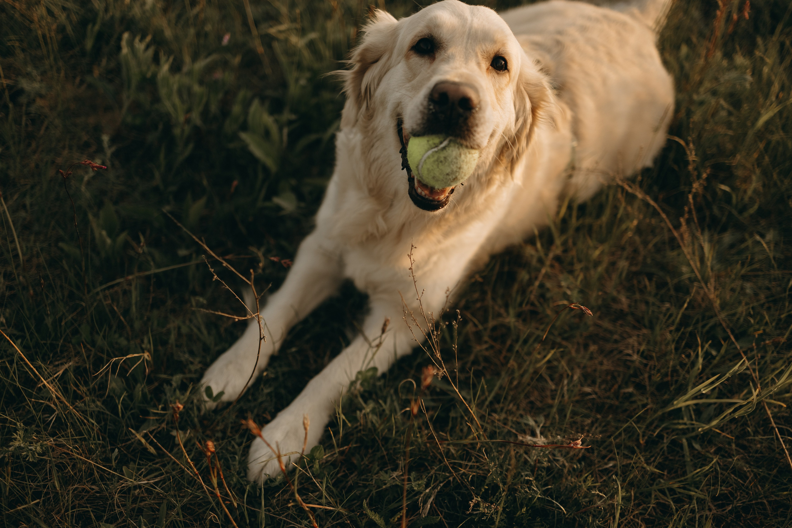 Милка и ребята. Фотограф — Анималист | Санкт-Петербург