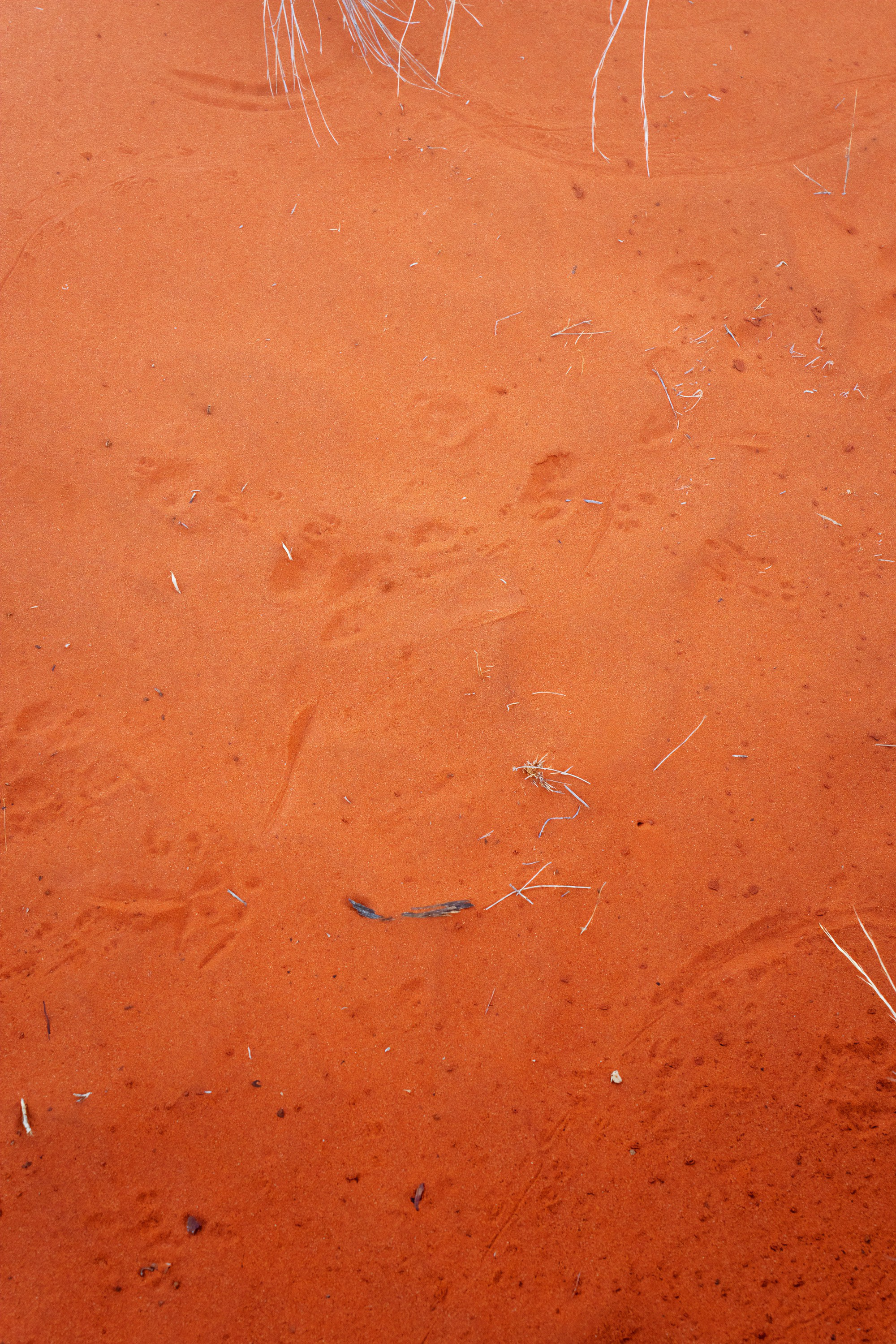 Австралия. Фотограф в Хабаровске. Фотография за 24 часа