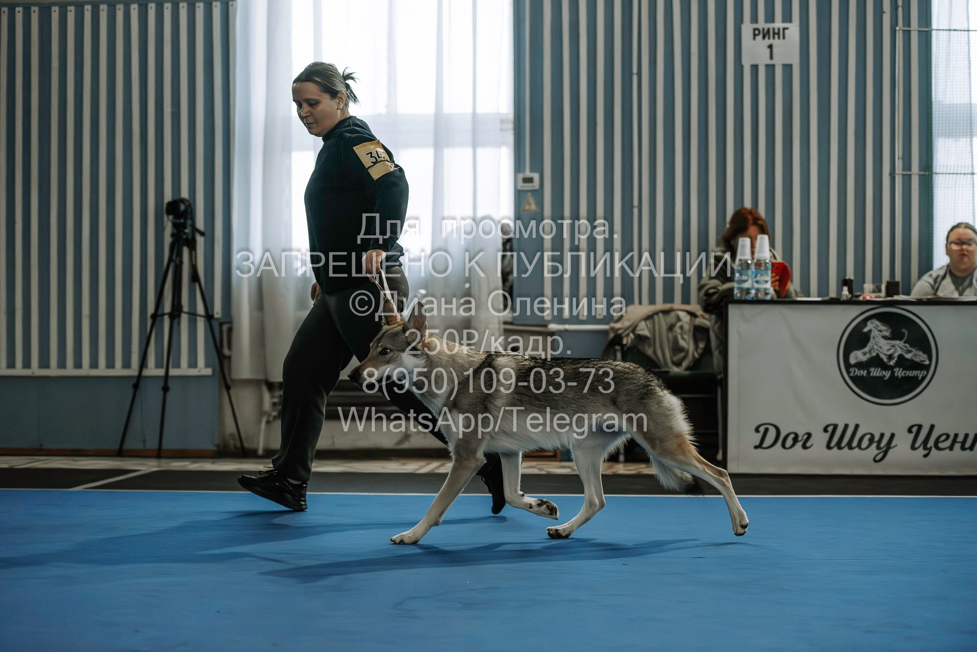 Выставка собак Красноярск 29.10.2023. Фотограф Диана Оленина Красноярск / Братск