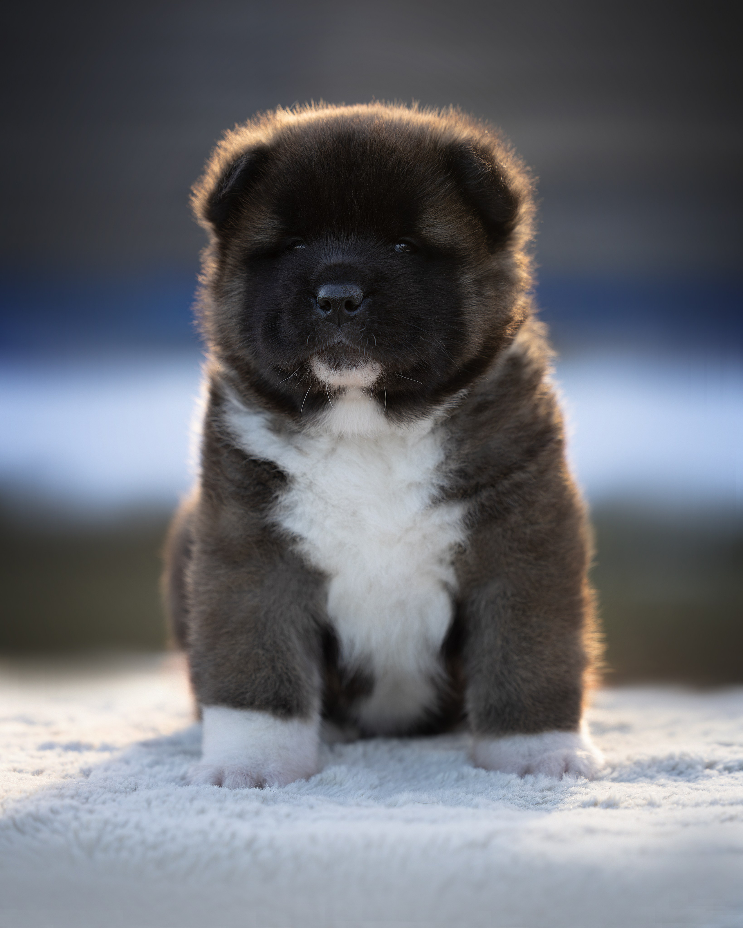 Щеночки Ам. Акиты. Главная