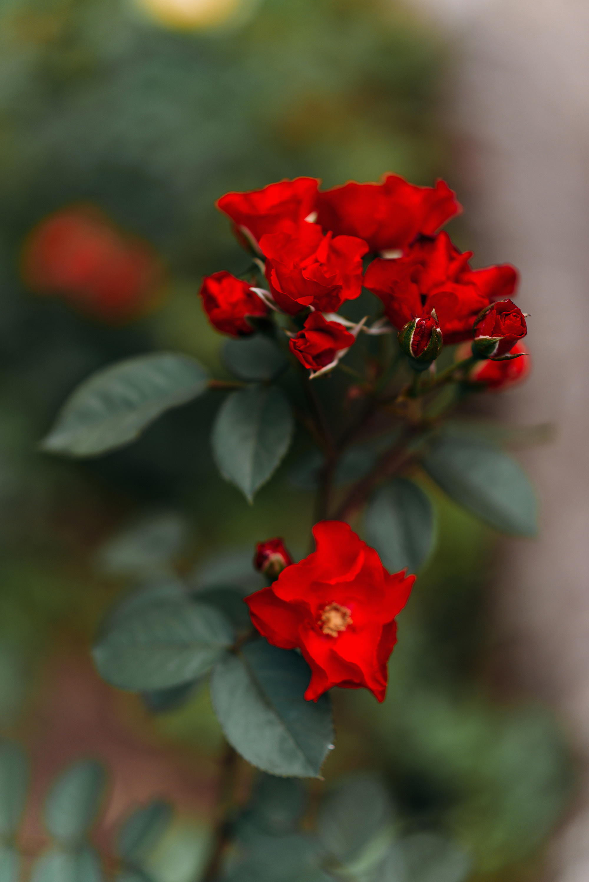 Дамир и Алина. Свадебный и семейный фотограф в Стерлитамаке, Салавате. Илья Антохин