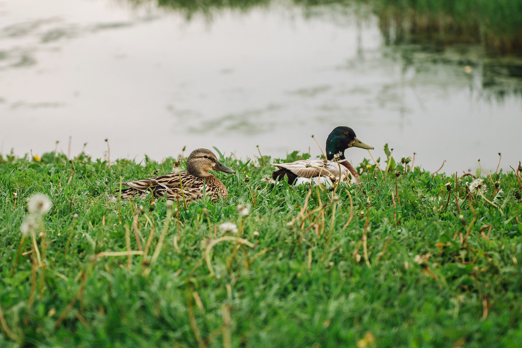 Тимур и Айгуль. Свадебный и семейный фотограф в Стерлитамаке, Салавате. Илья Антохин
