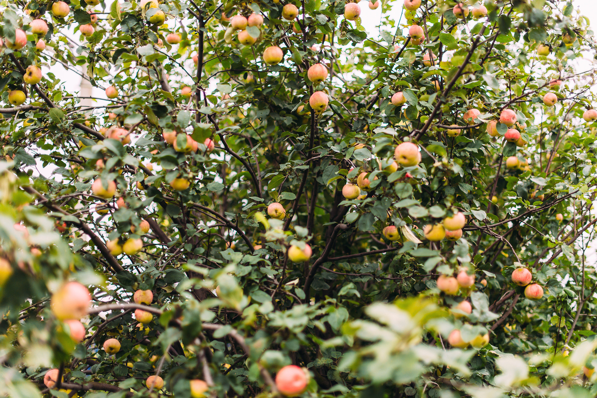 Иван и Виктория. Свадебный и семейный фотограф в Стерлитамаке, Салавате. Илья Антохин