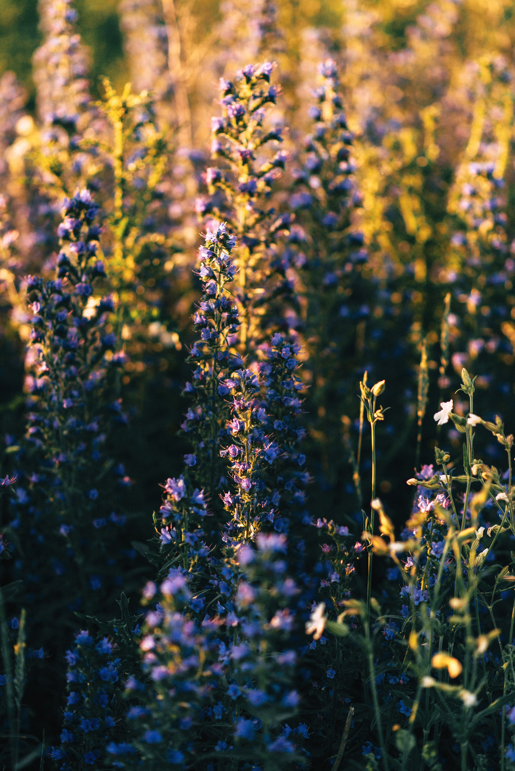 Кот, Греция и Мерседес. Свадебный и семейный фотограф в Стерлитамаке, Салавате. Илья Антохин