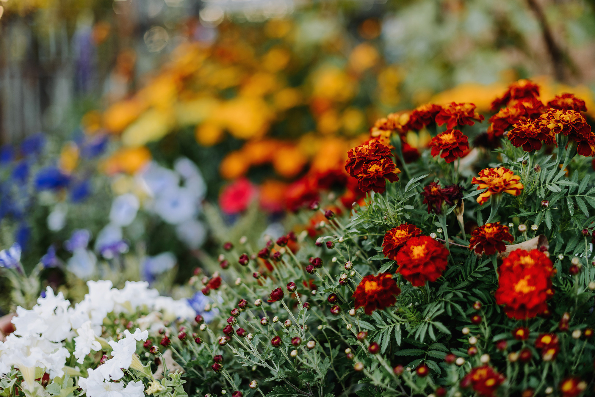 Сентябрьским вечером на огороде. Свадебный и семейный фотограф в Стерлитамаке, Салавате. Илья Антохин