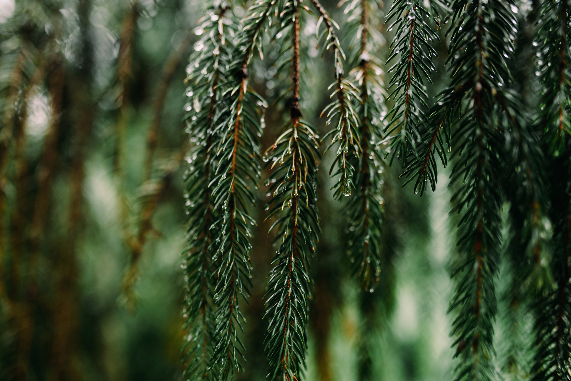 Илья и Яна. Свадебный и семейный фотограф в Стерлитамаке, Салавате. Илья Антохин