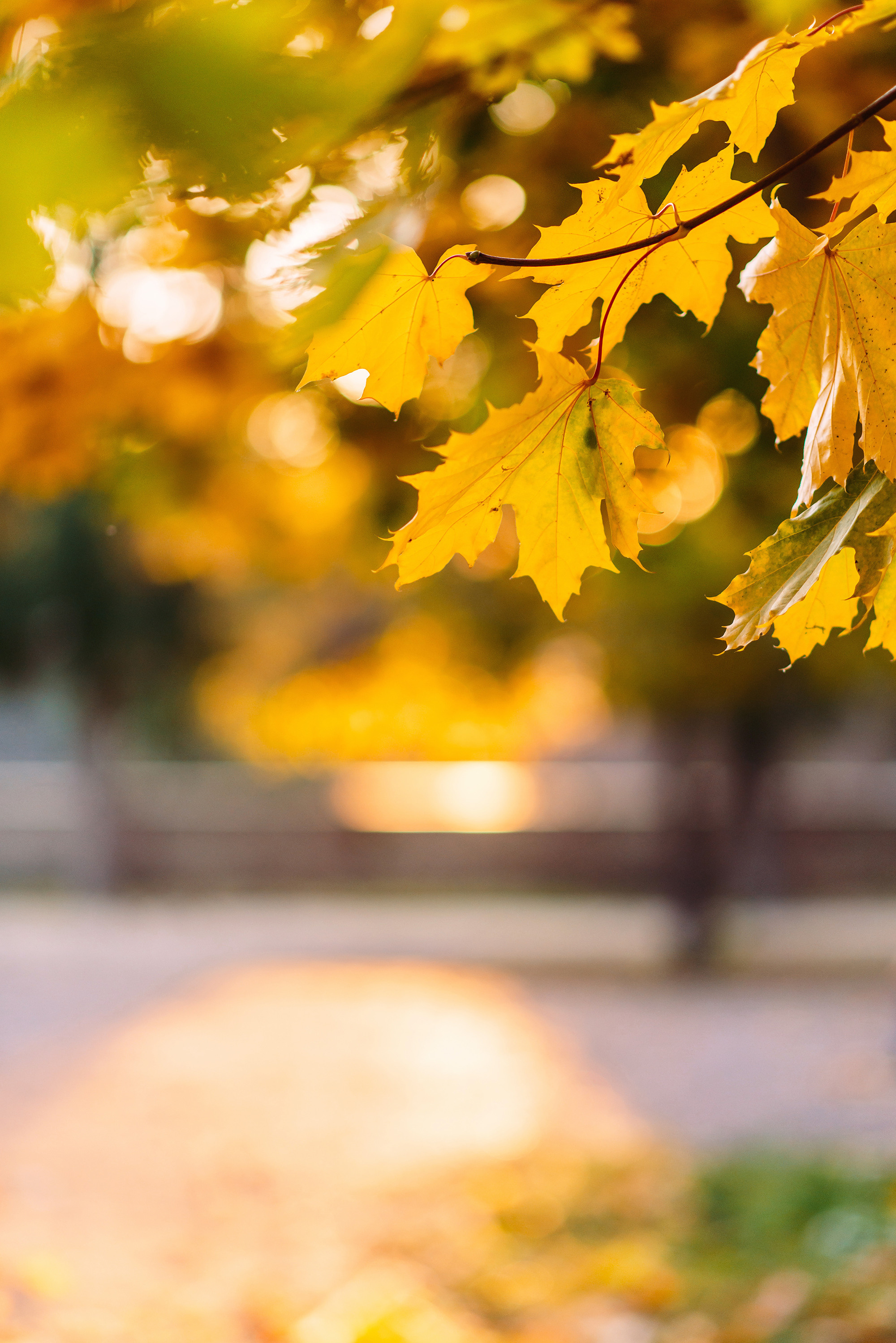 Елисей и Ева в осеннем парке. Свадебный и семейный фотограф в Стерлитамаке, Салавате. Илья Антохин