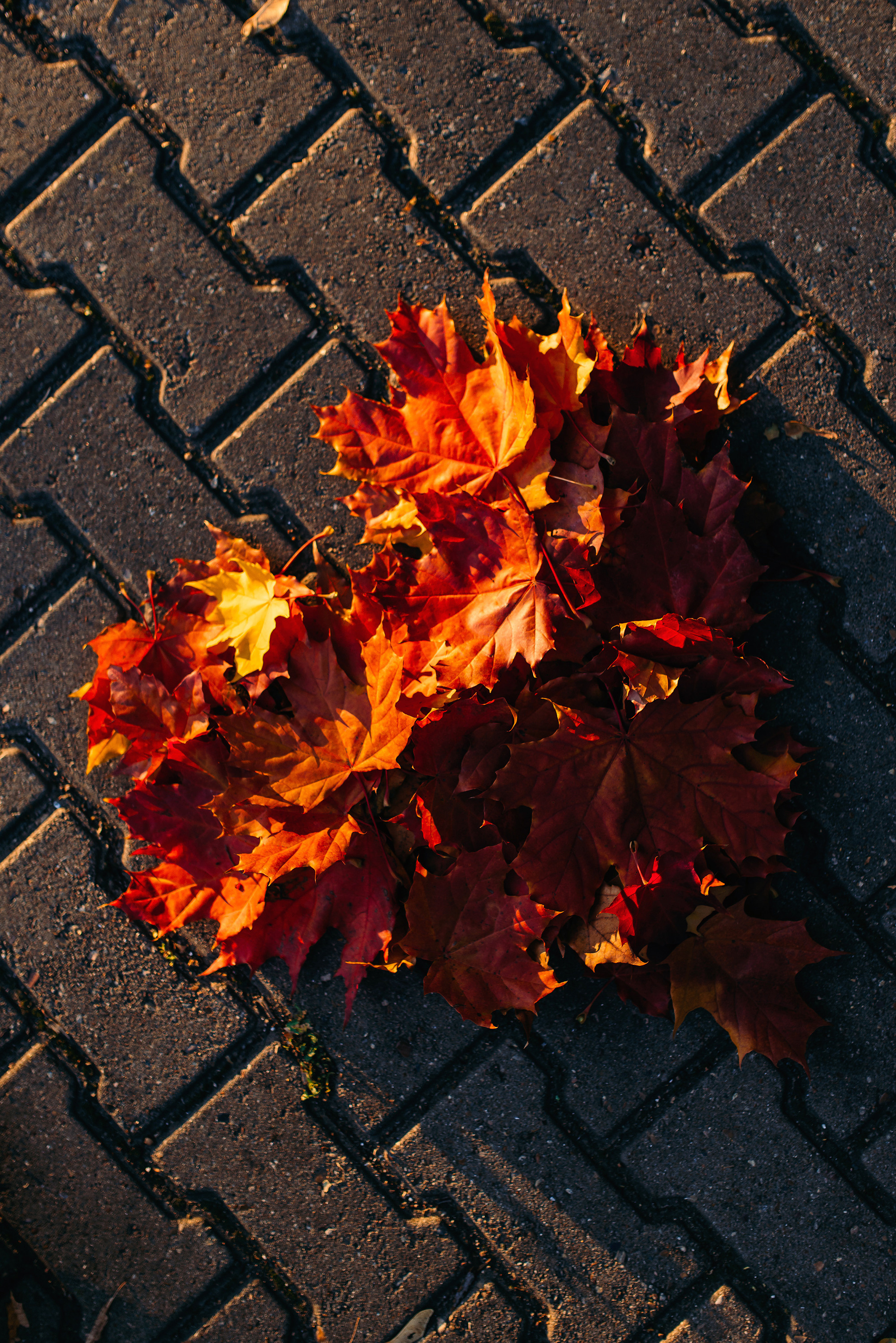 Елисей и Ева в осеннем парке. Свадебный и семейный фотограф в Стерлитамаке, Салавате. Илья Антохин