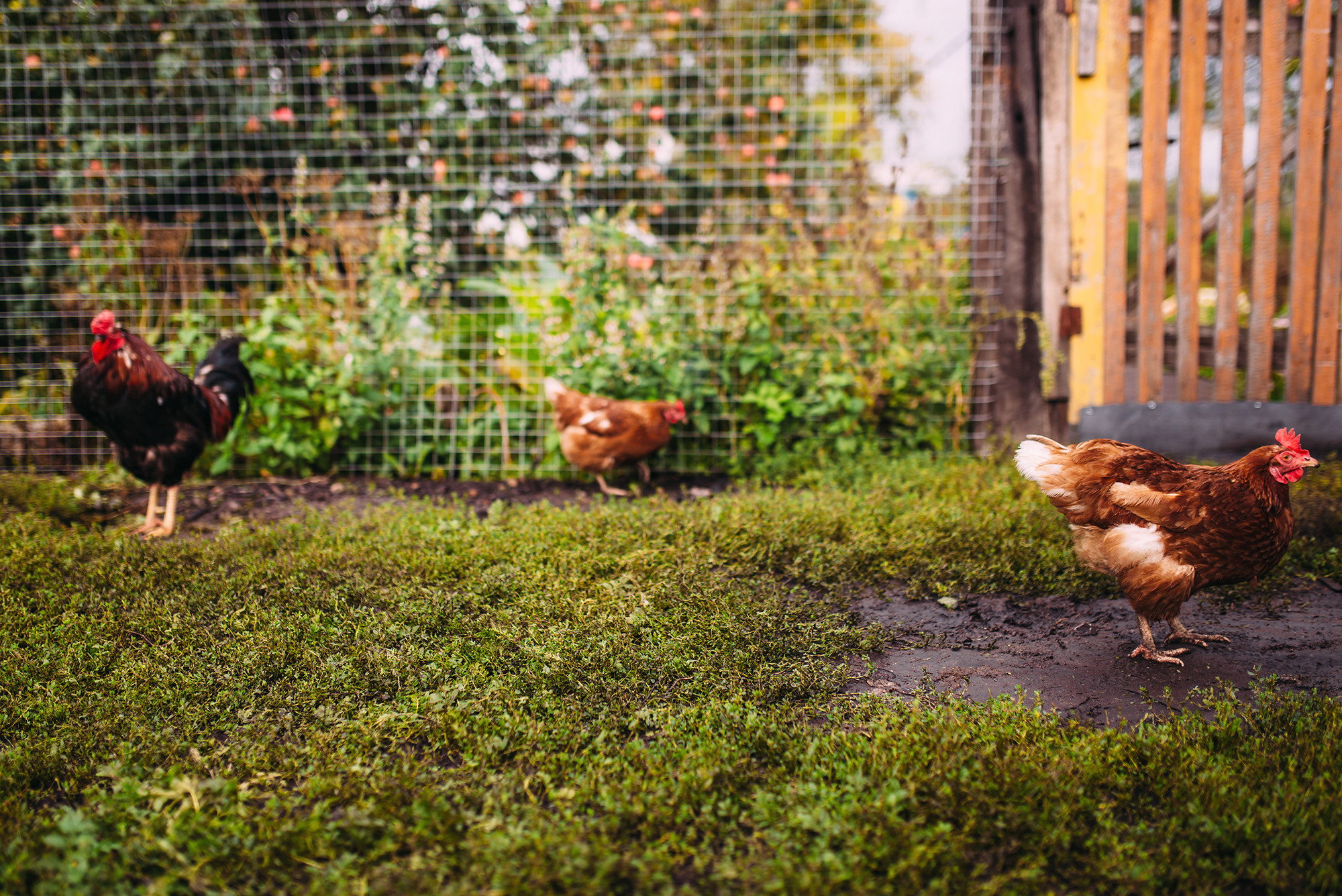 Иван и Виктория. Свадебный и семейный фотограф в Стерлитамаке, Салавате. Илья Антохин