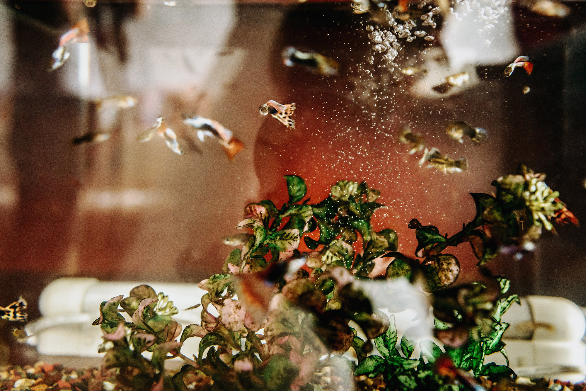 Александр и Ивилина. Свадебный и семейный фотограф в Стерлитамаке, Салавате. Илья Антохин