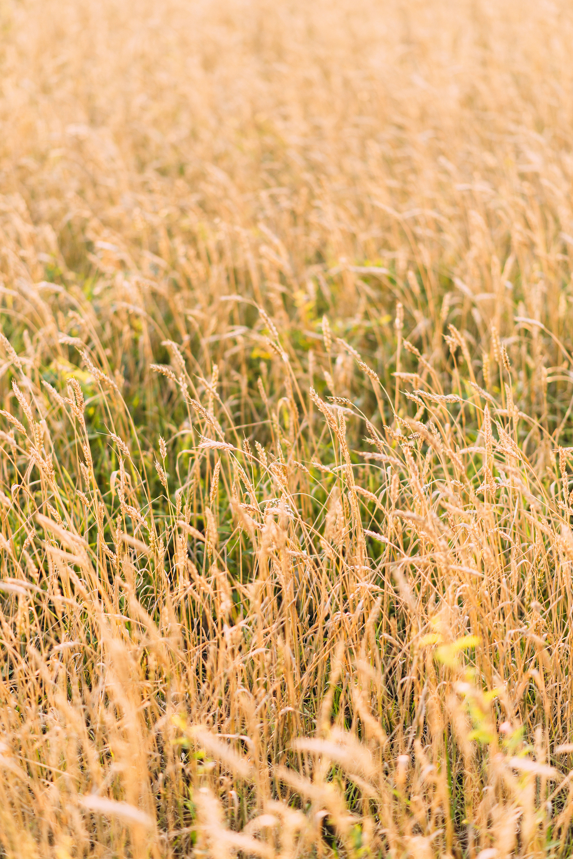 В поисках «пшеничного волка». Свадебный и семейный фотограф в Стерлитамаке, Салавате. Илья Антохин