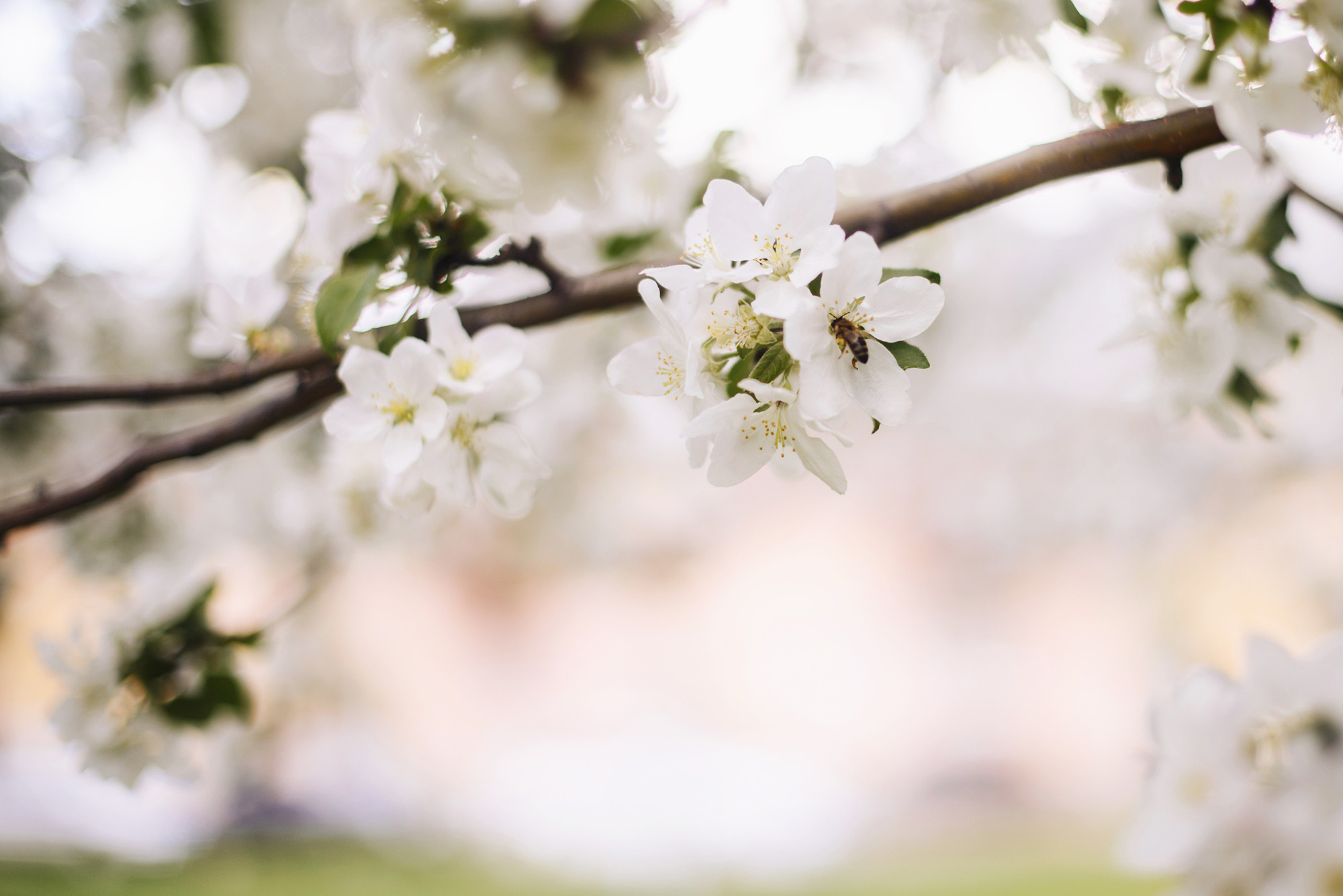 Антон и Алёна ❀ 15 минут в соцветиях яблони. Свадебный и семейный фотограф в Стерлитамаке, Салавате. Илья Антохин