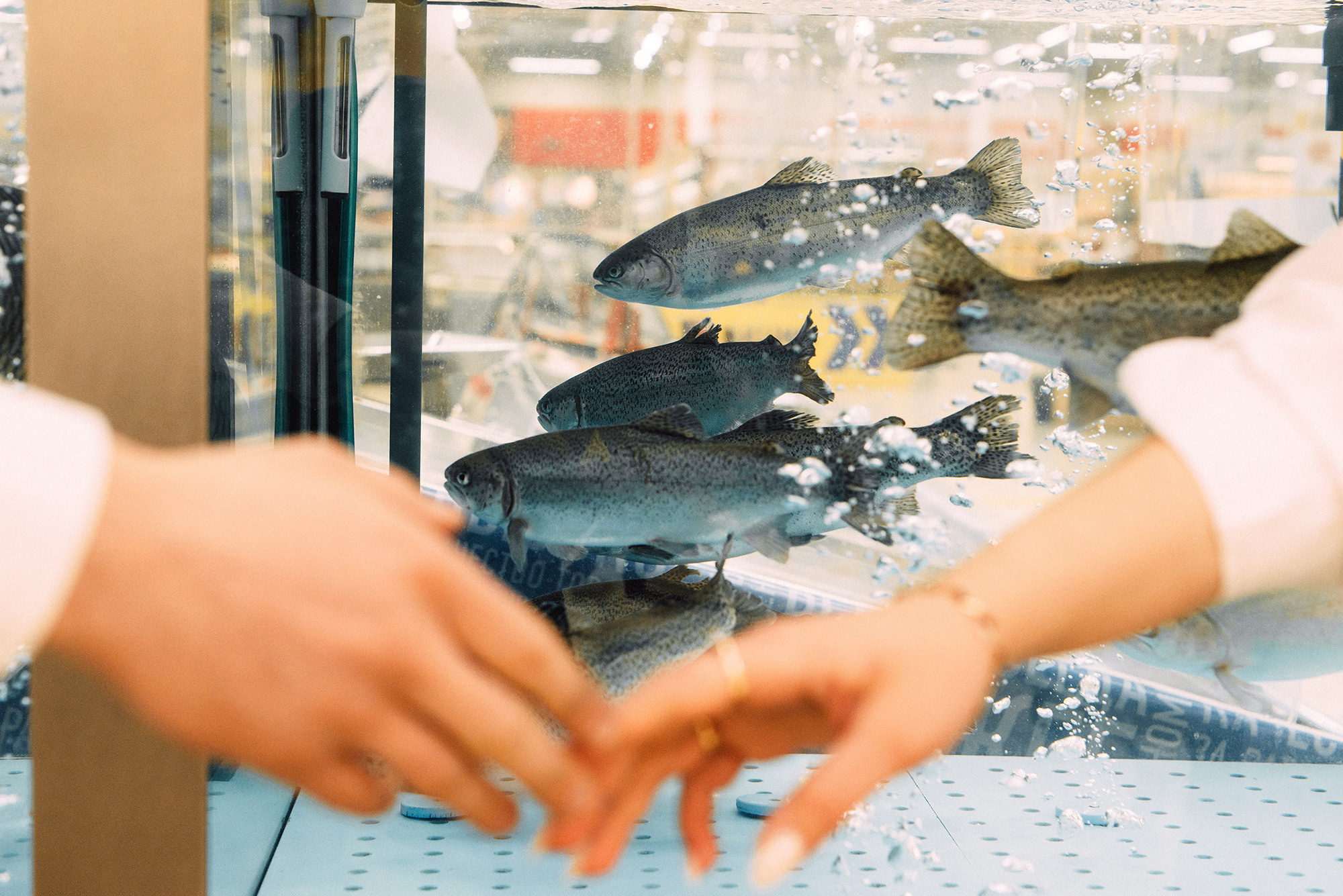 Гулять по Фабри. Свадебный и семейный фотограф в Стерлитамаке, Салавате. Илья Антохин