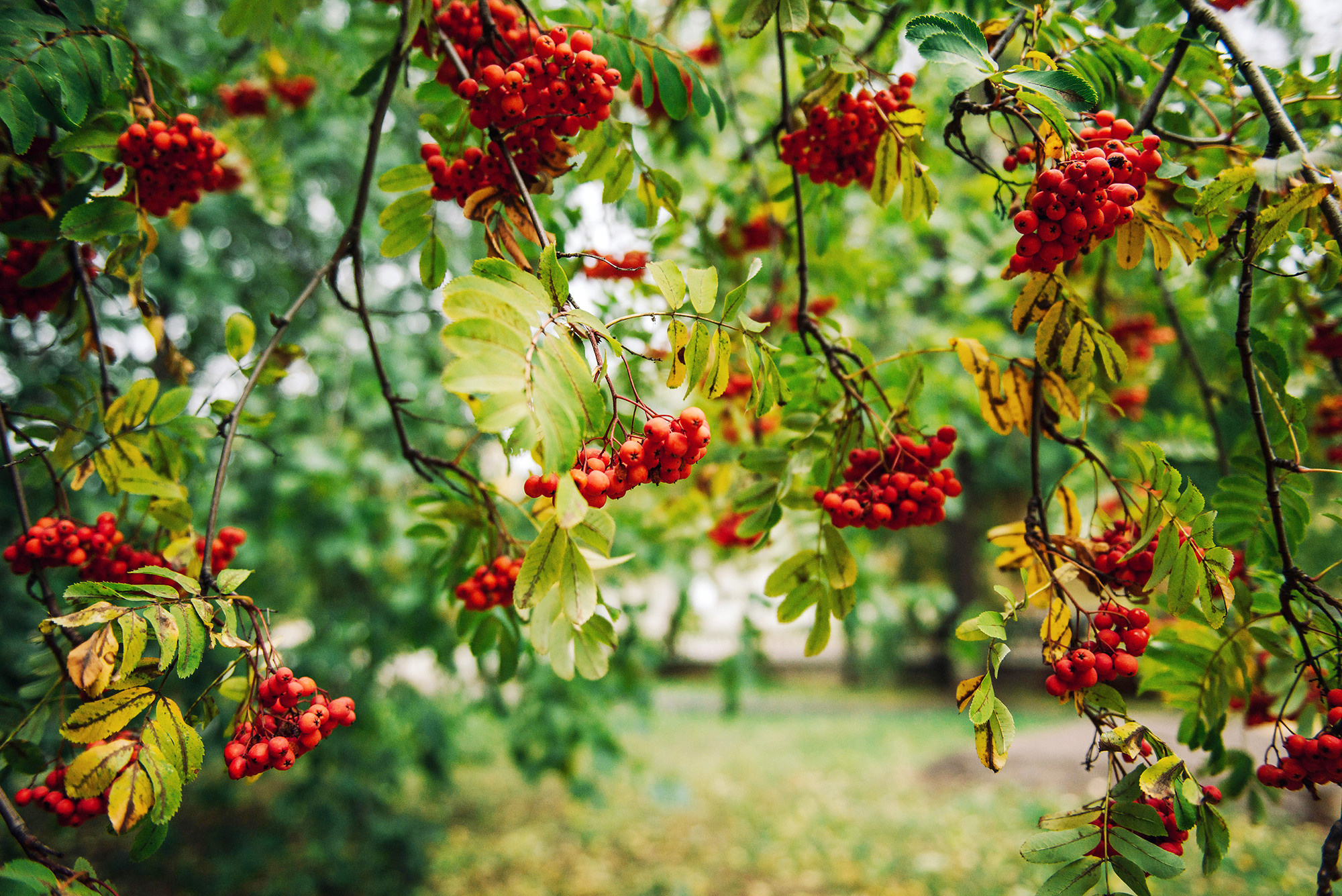Александр и Юлия. Свадебный и семейный фотограф в Стерлитамаке, Салавате. Илья Антохин