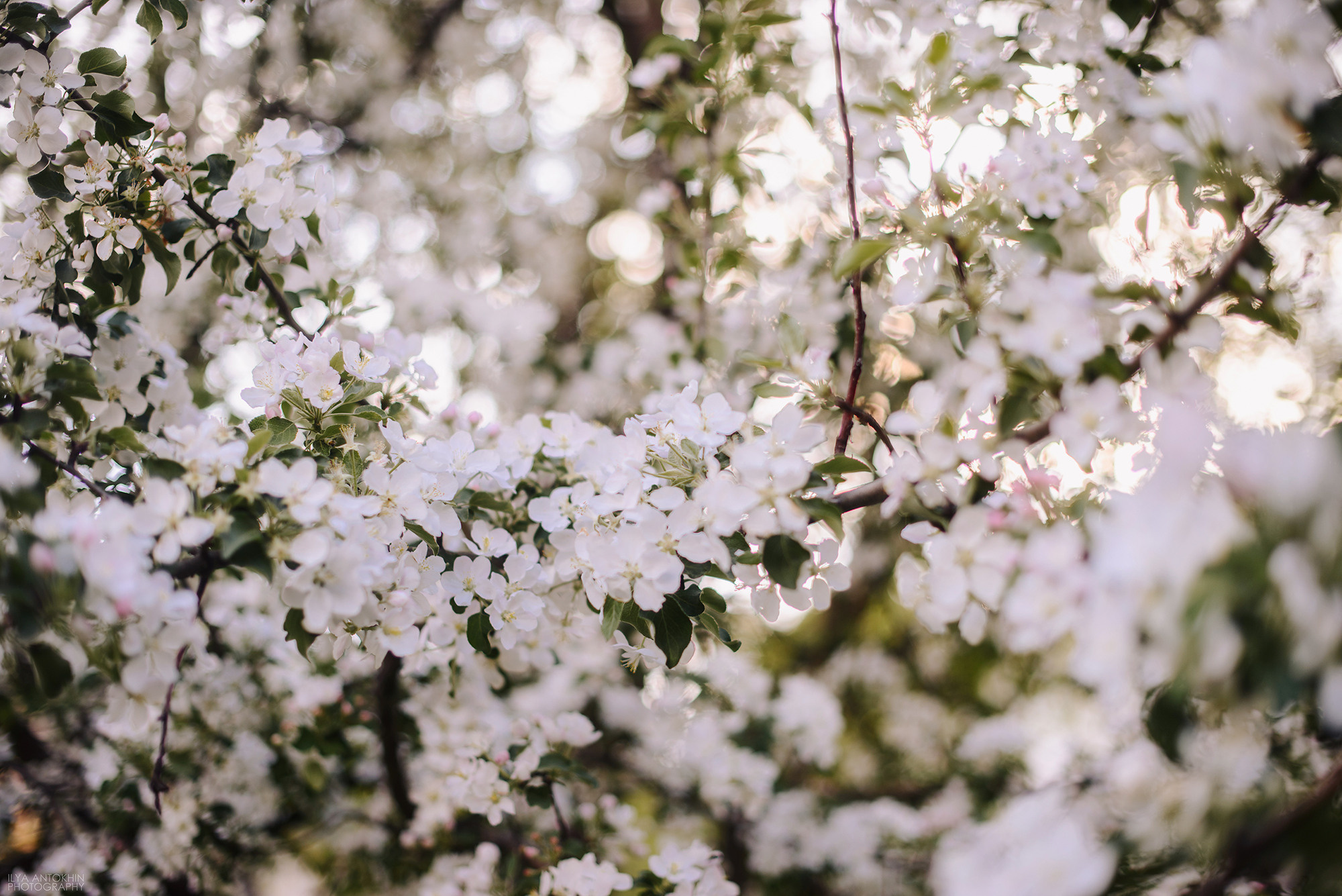 Александр и Анастасия. Свадебный и семейный фотограф в Стерлитамаке, Салавате. Илья Антохин
