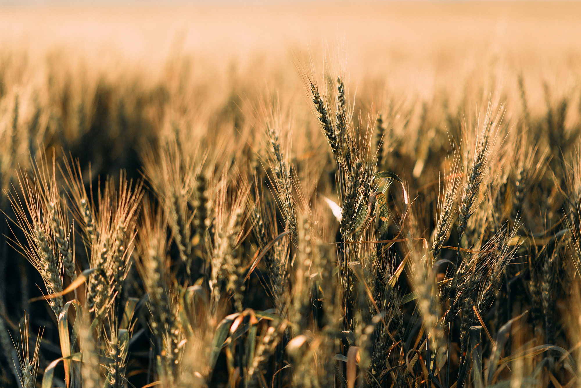 Саша и Алиса. Свадебный и семейный фотограф в Стерлитамаке, Салавате. Илья Антохин