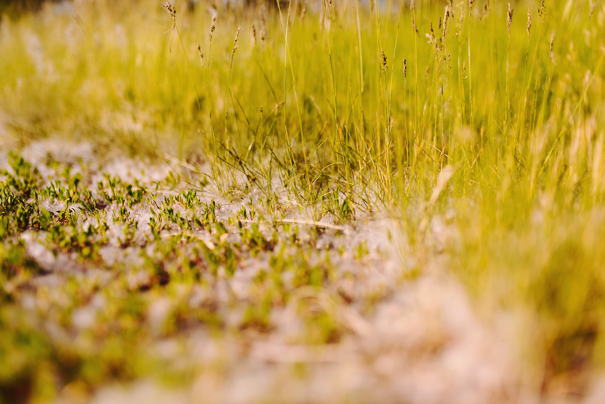 Альфред и Ирина. Свадебный и семейный фотограф в Стерлитамаке, Салавате. Илья Антохин