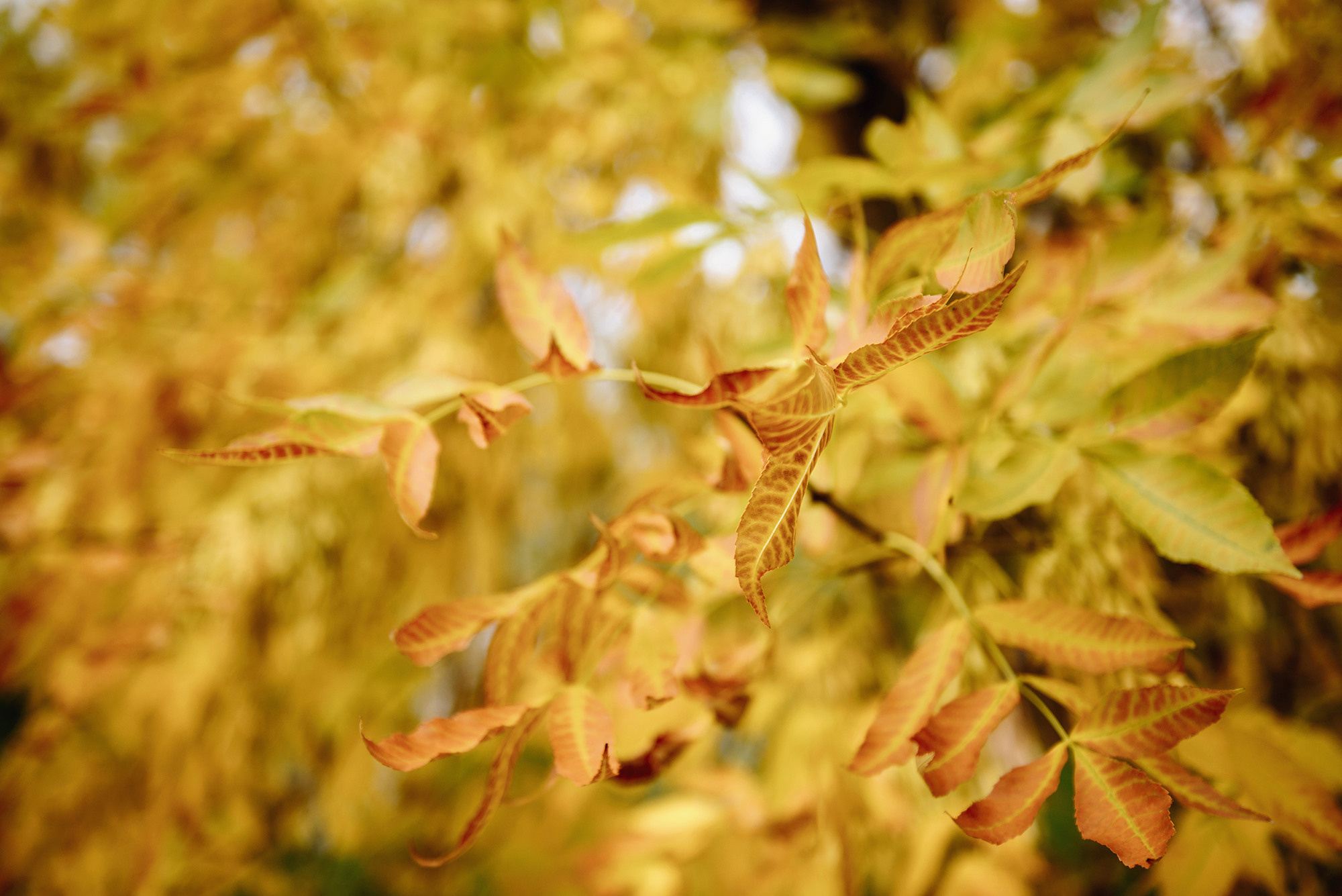Илья и Ксения. Свадебный и семейный фотограф в Стерлитамаке, Салавате. Илья Антохин