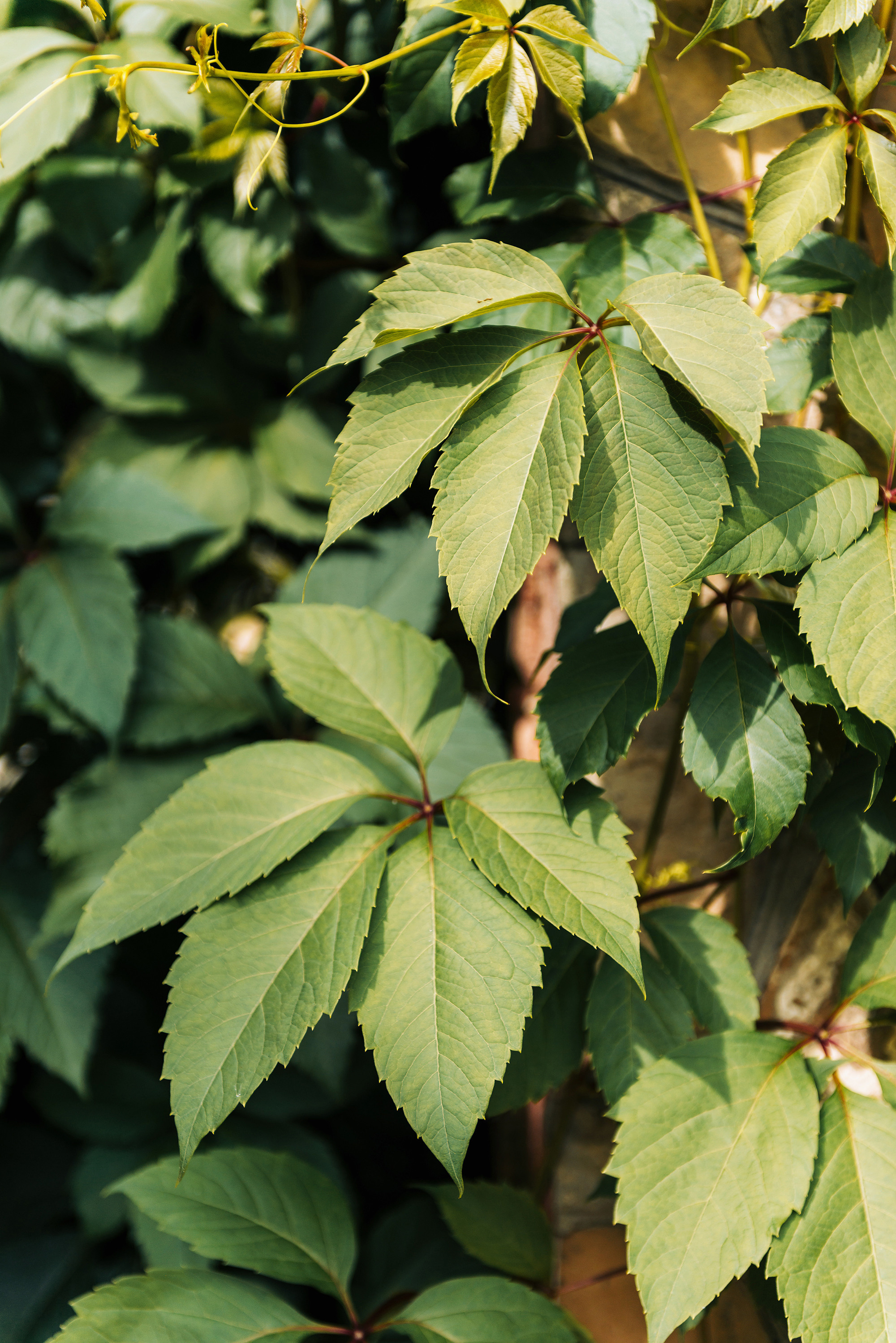Давид и Лида. Свадебный и семейный фотограф в Стерлитамаке, Салавате. Илья Антохин