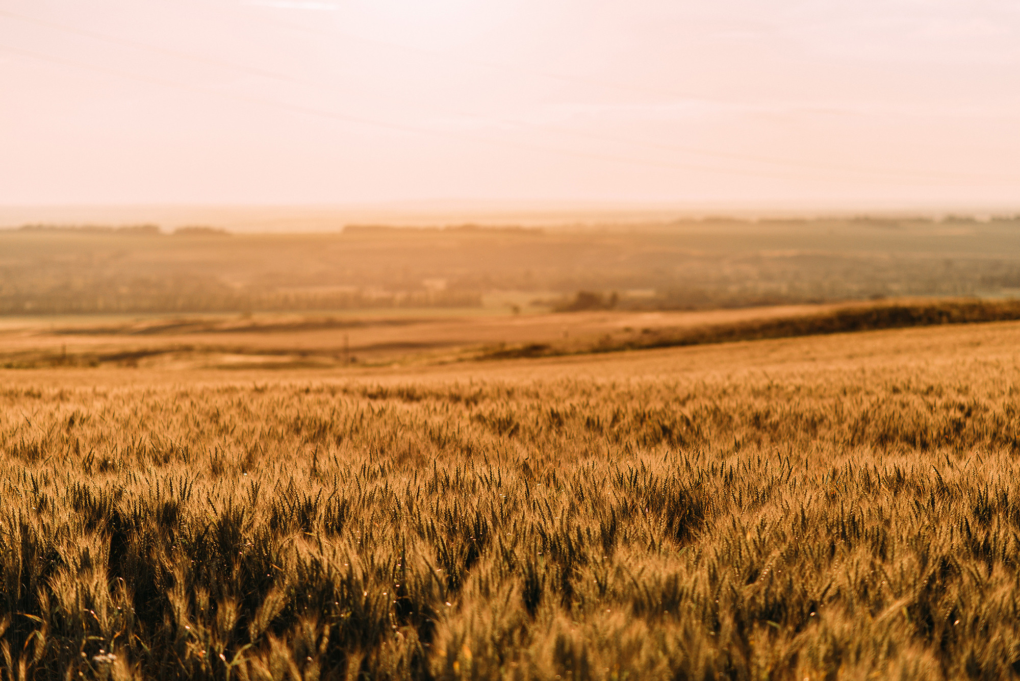 Саша и Алиса. Свадебный и семейный фотограф в Стерлитамаке, Салавате. Илья Антохин