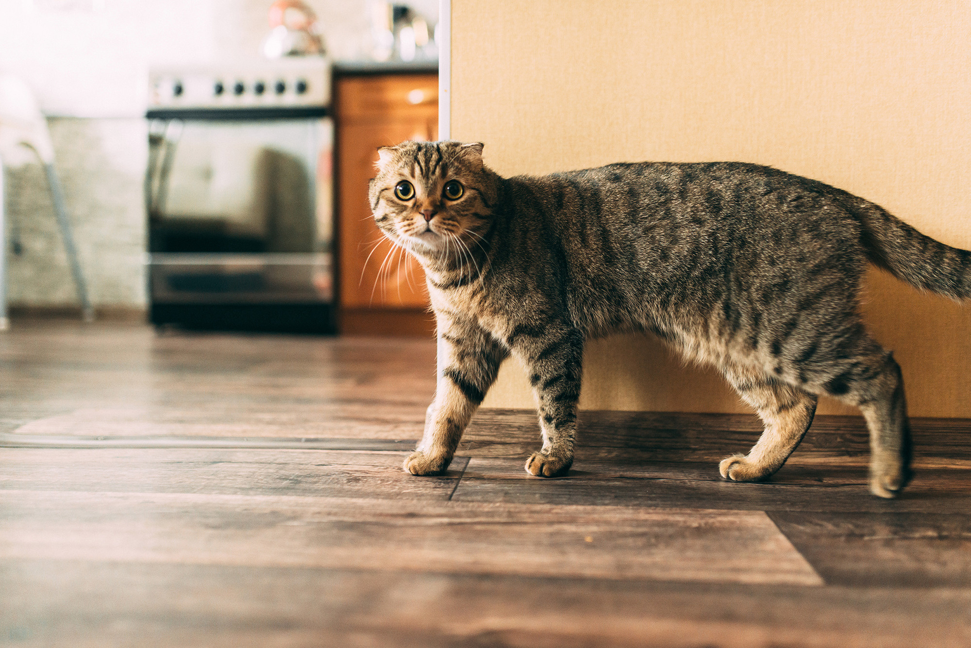 Бакс против фотосессий. Свадебный и семейный фотограф в Стерлитамаке, Салавате. Илья Антохин