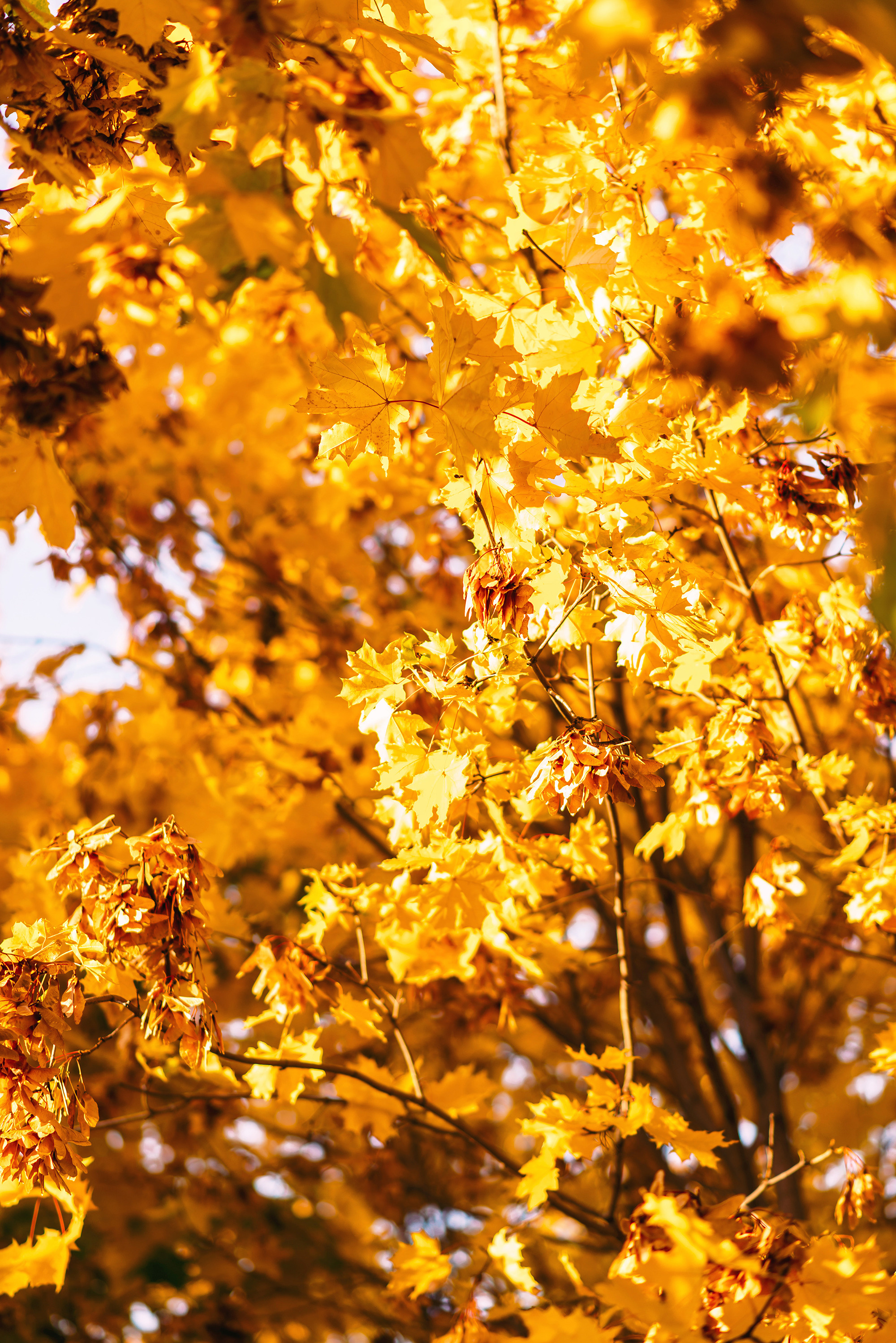 Елисей и Ева в осеннем парке. Свадебный и семейный фотограф в Стерлитамаке, Салавате. Илья Антохин