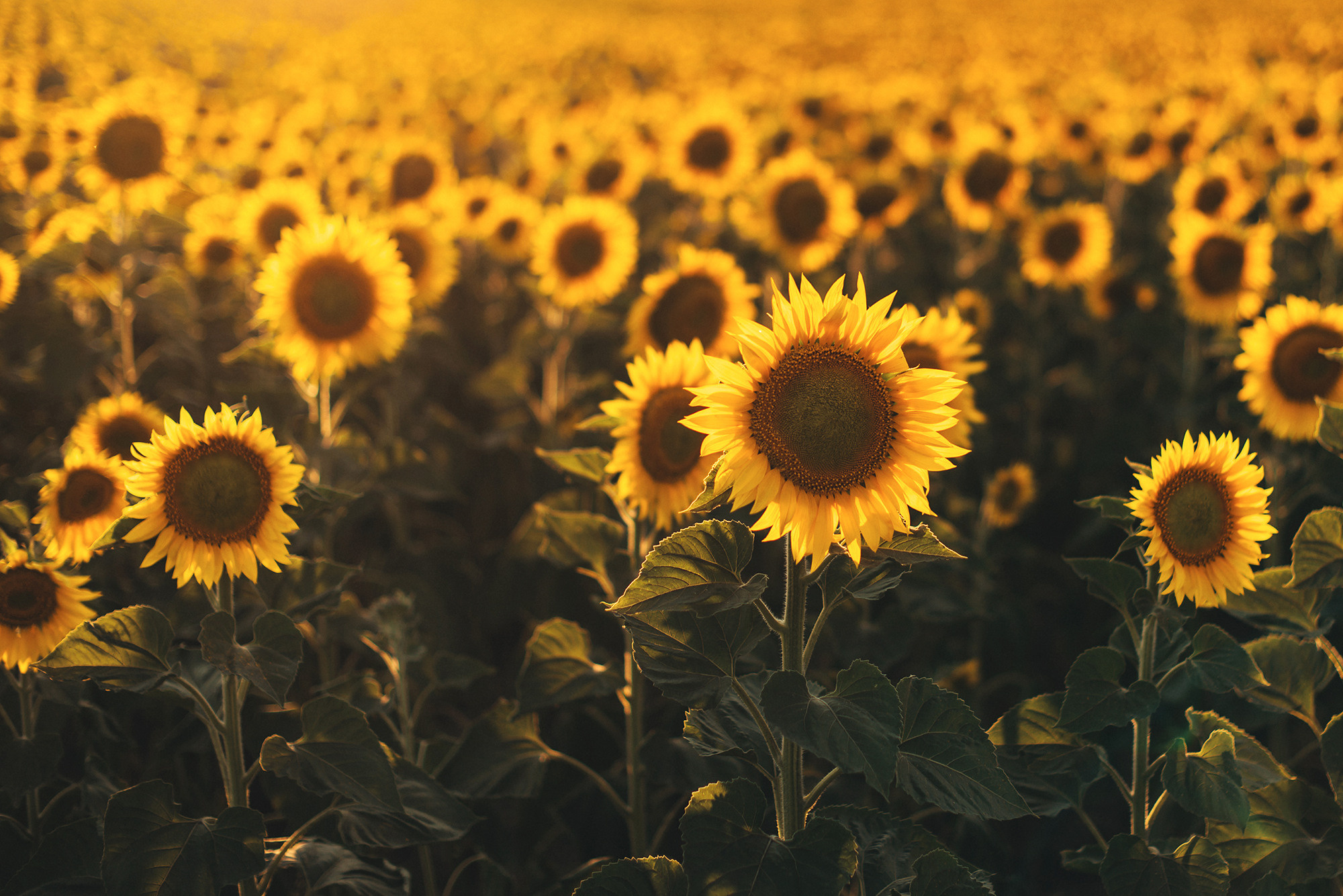 Гриб, круассан и дубовый листочек. Свадебный и семейный фотограф в Стерлитамаке, Салавате. Илья Антохин
