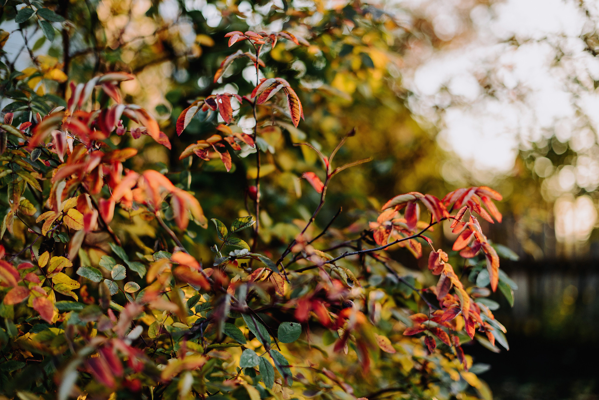 Сентябрьским вечером на огороде. Свадебный и семейный фотограф в Стерлитамаке, Салавате. Илья Антохин