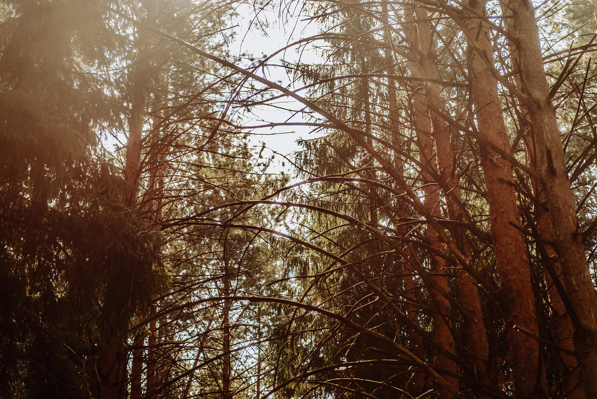 Разиф и Снежана. Свадебный и семейный фотограф в Стерлитамаке, Салавате. Илья Антохин