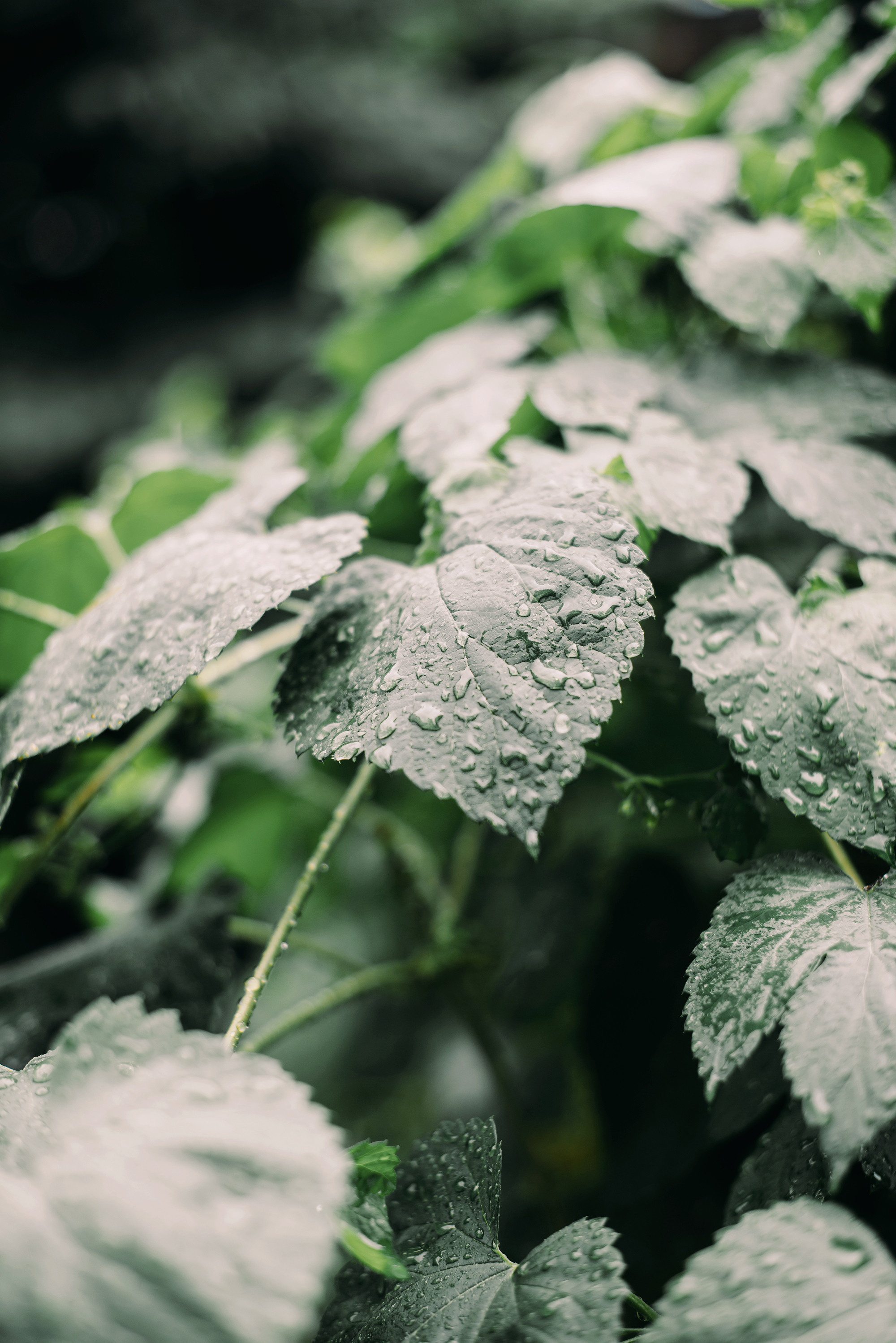 Илья и Яна. Свадебный и семейный фотограф в Стерлитамаке, Салавате. Илья Антохин