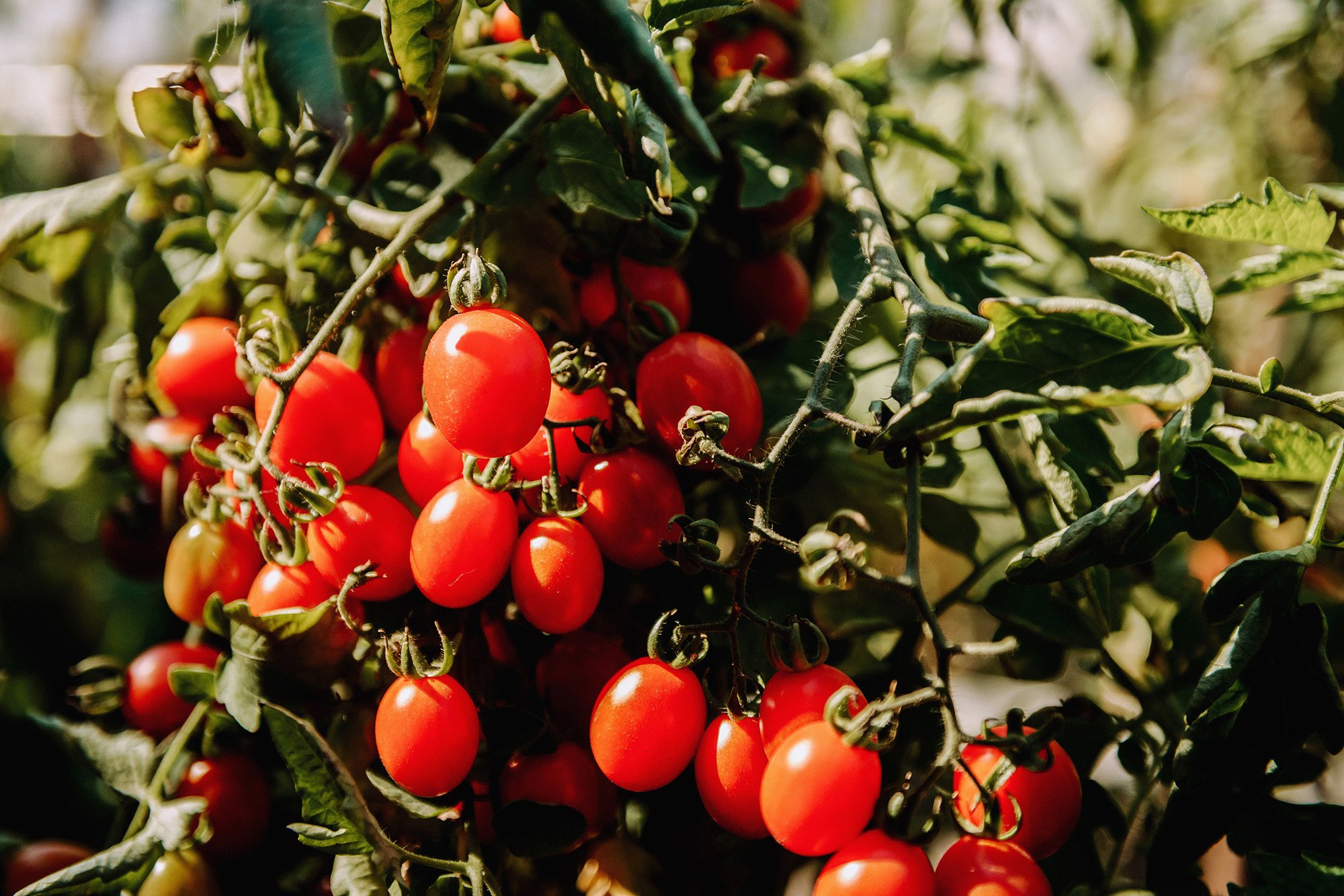 Вадим и Елена. Свадебный и семейный фотограф в Стерлитамаке, Салавате. Илья Антохин