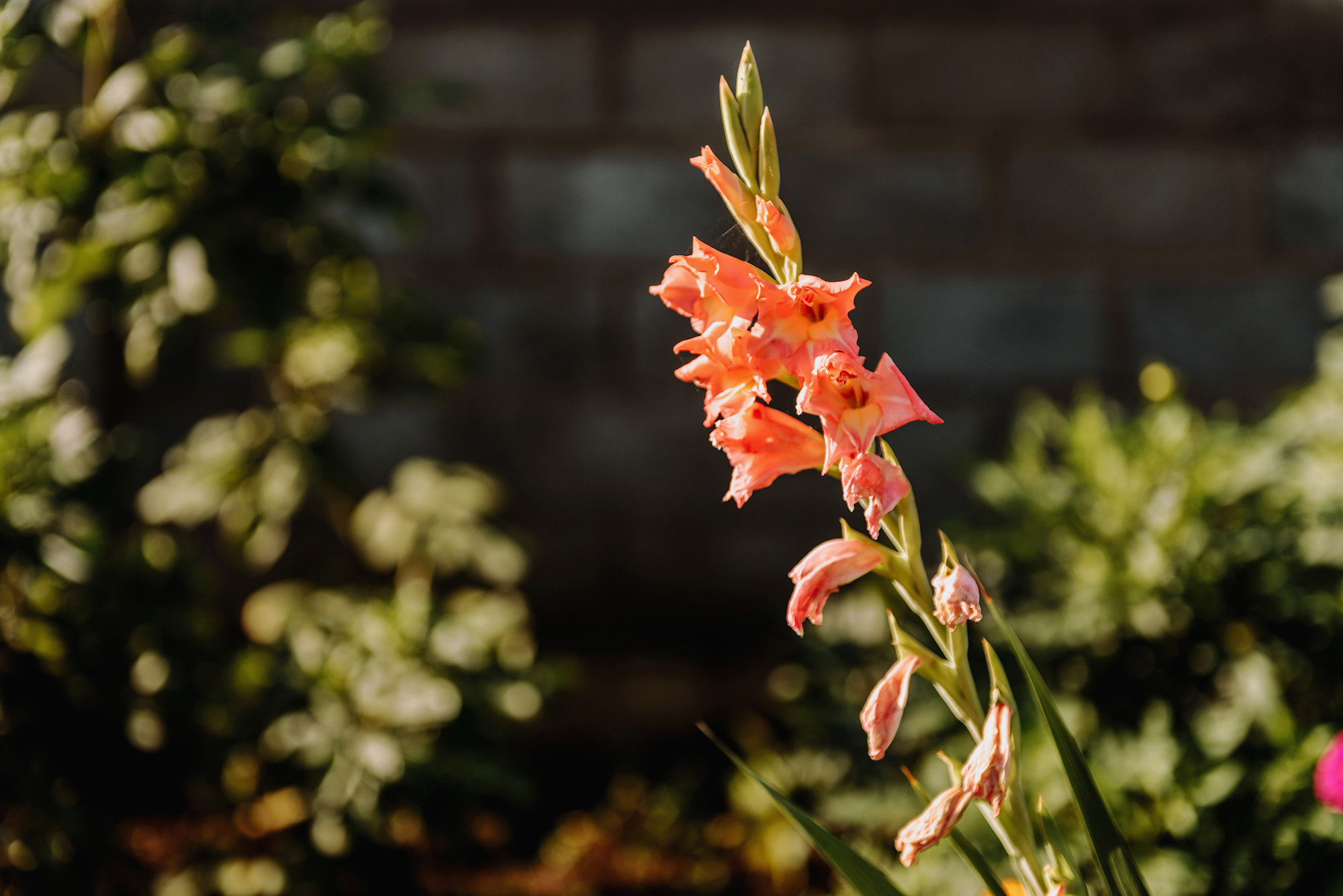 Иван и Екатерина. Свадебный и семейный фотограф в Стерлитамаке, Салавате. Илья Антохин