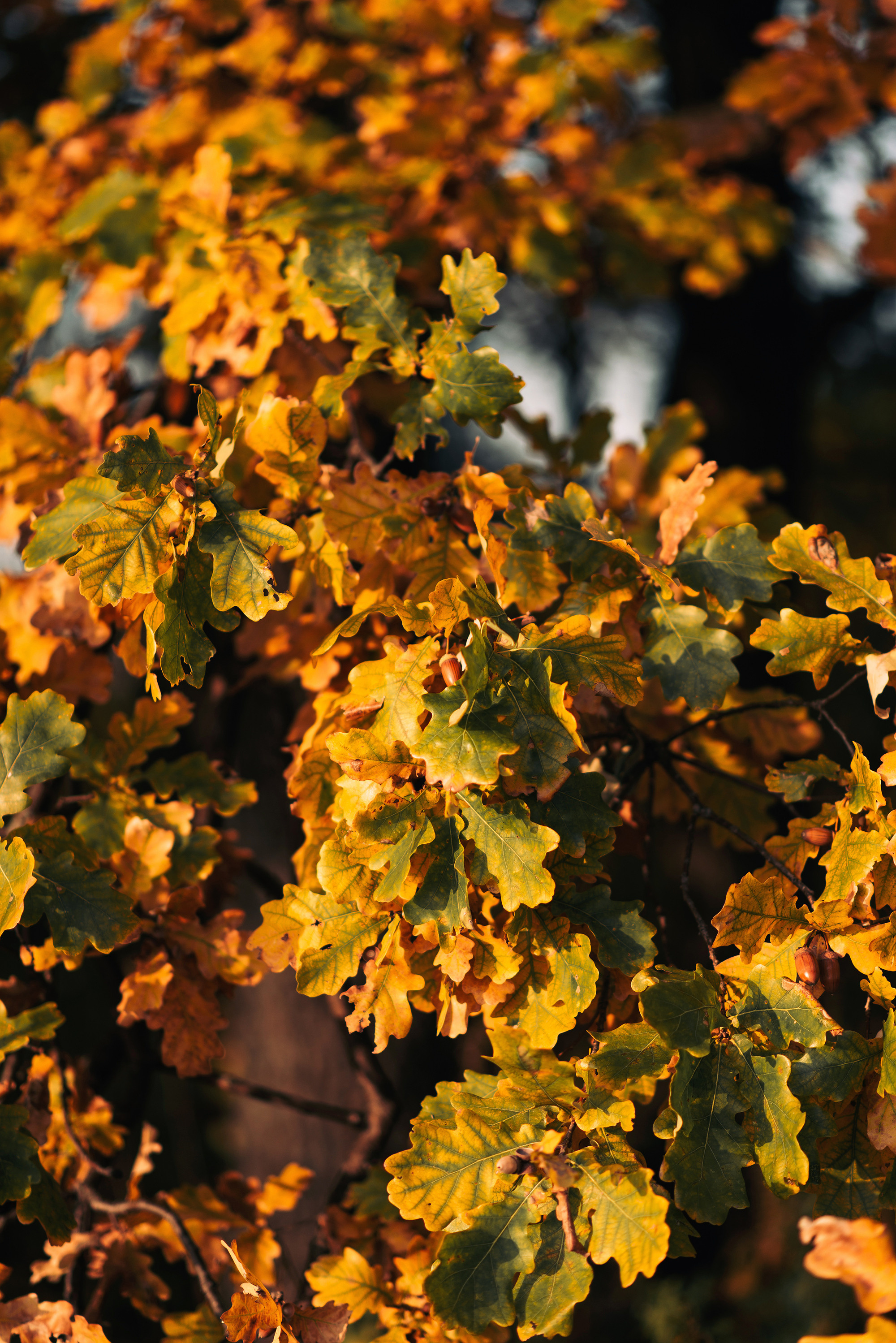Торатау, осень, тыквы. Свадебный и семейный фотограф в Стерлитамаке, Салавате. Илья Антохин