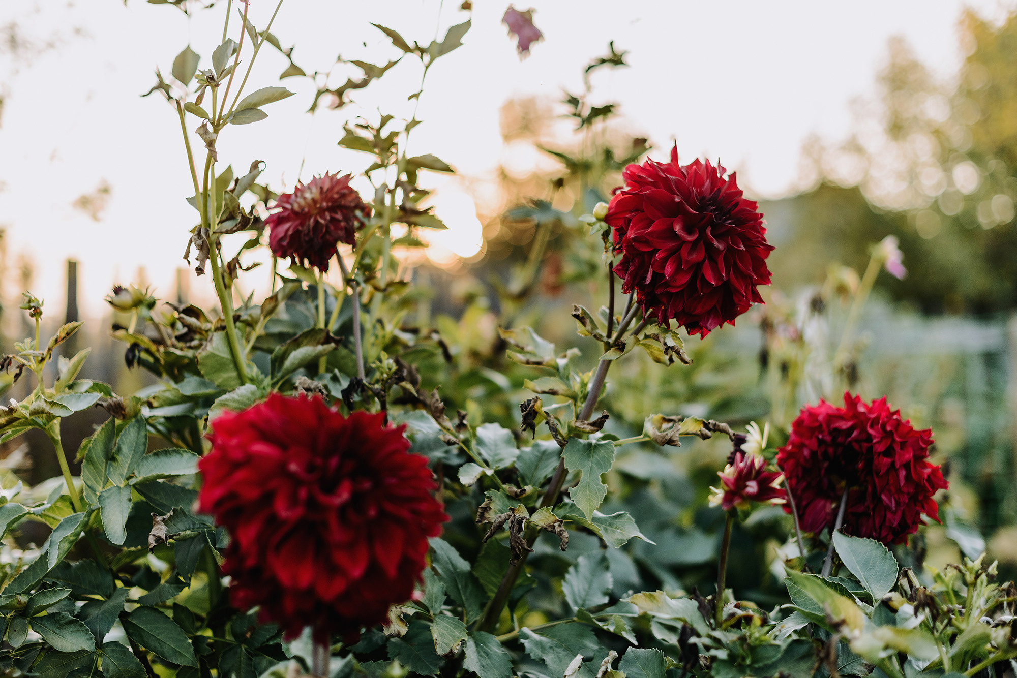 Сентябрьским вечером на огороде. Свадебный и семейный фотограф в Стерлитамаке, Салавате. Илья Антохин