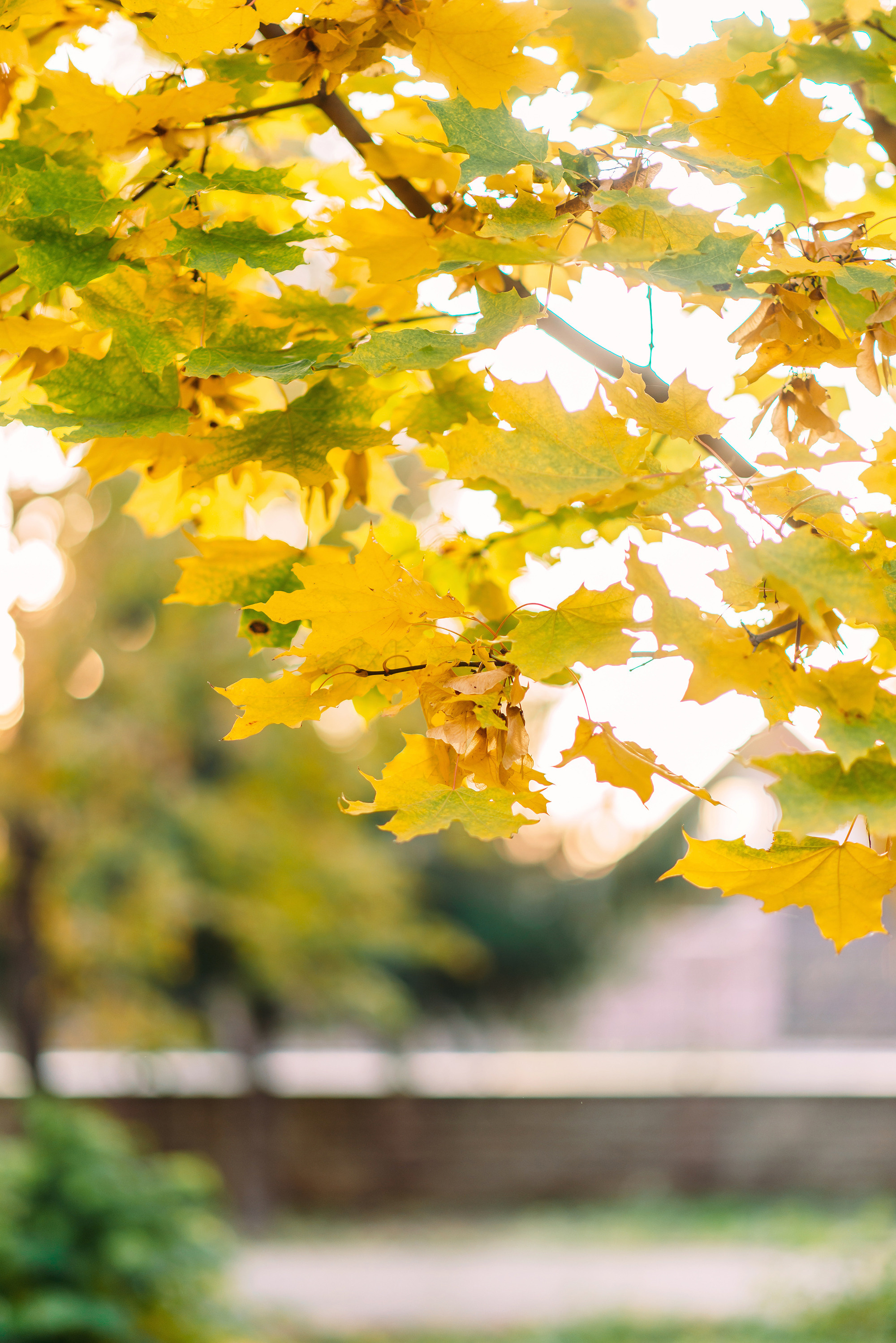 Елисей и Ева в осеннем парке. Свадебный и семейный фотограф в Стерлитамаке, Салавате. Илья Антохин