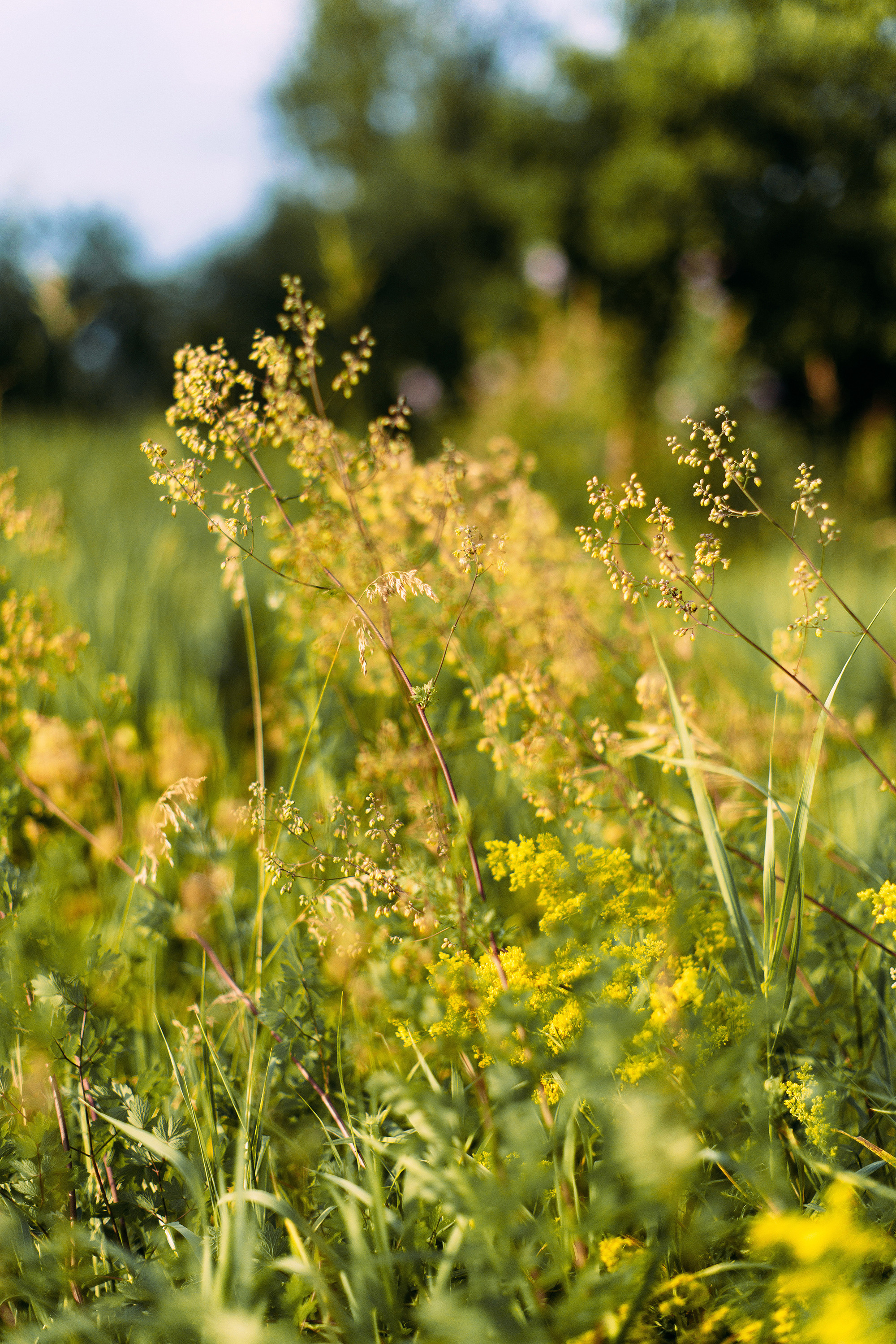 Фруктовый пикник в лесу. Свадебный и семейный фотограф в Стерлитамаке, Салавате. Илья Антохин