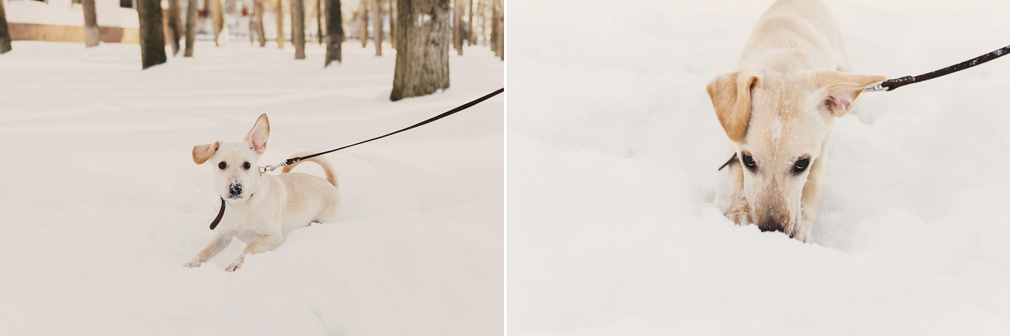 Саша, Карина и Тесси. Свадебный и семейный фотограф в Стерлитамаке, Салавате. Илья Антохин