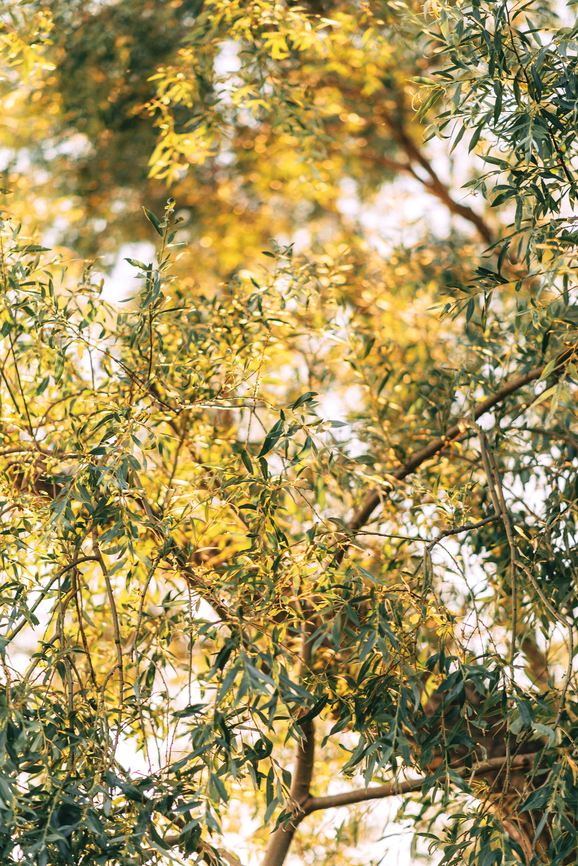 Кот, Греция и Мерседес. Свадебный и семейный фотограф в Стерлитамаке, Салавате. Илья Антохин