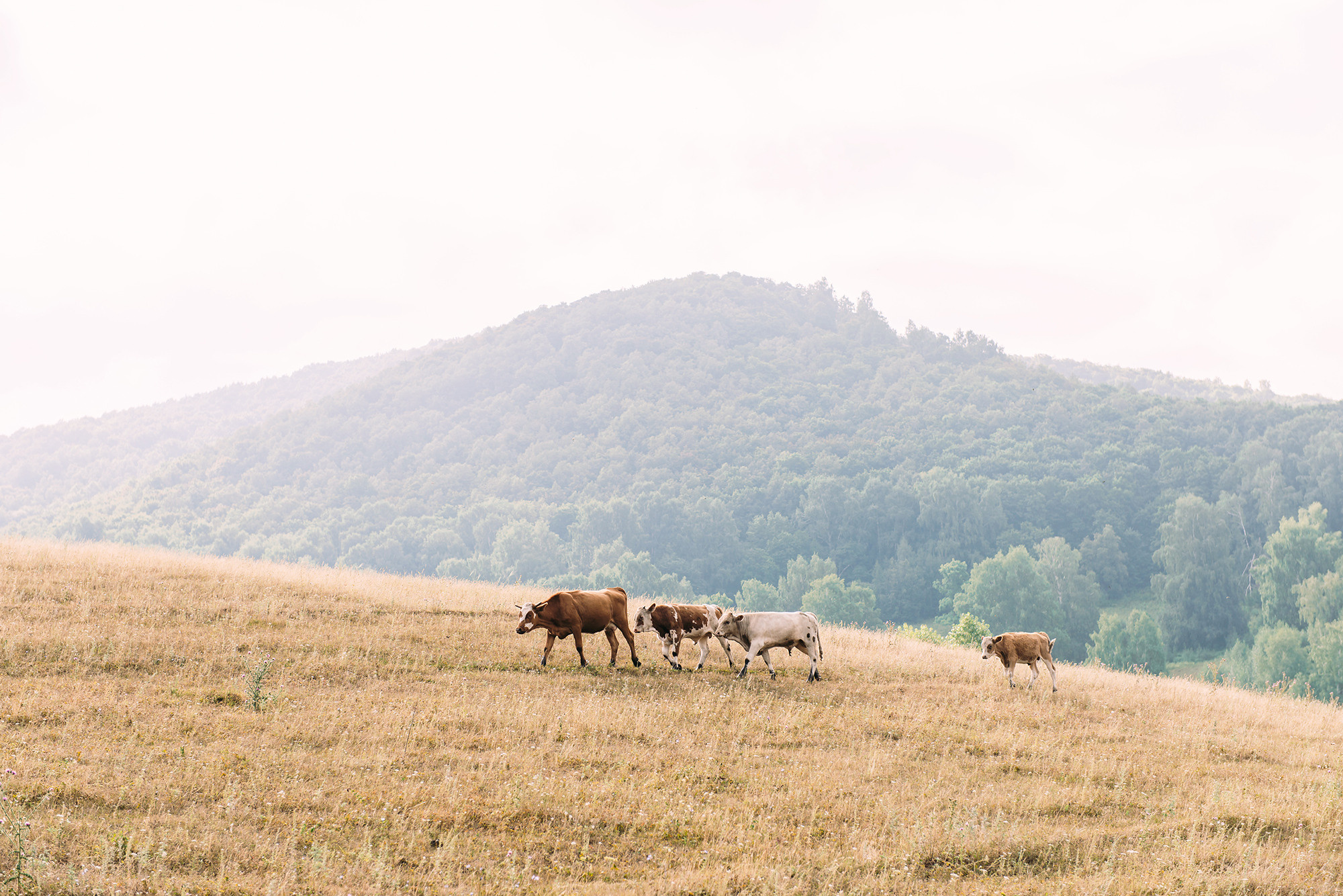 Альберт и Рита. Свадебный и семейный фотограф в Стерлитамаке, Салавате. Илья Антохин