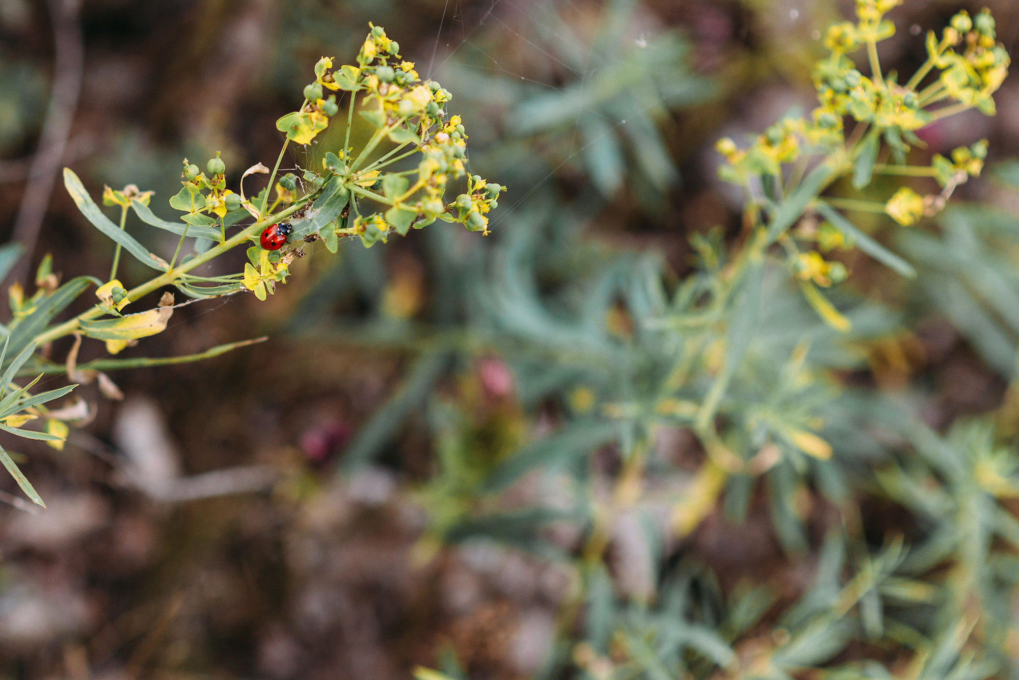 Семья Коротковых. Свадебный и семейный фотограф в Стерлитамаке, Салавате. Илья Антохин