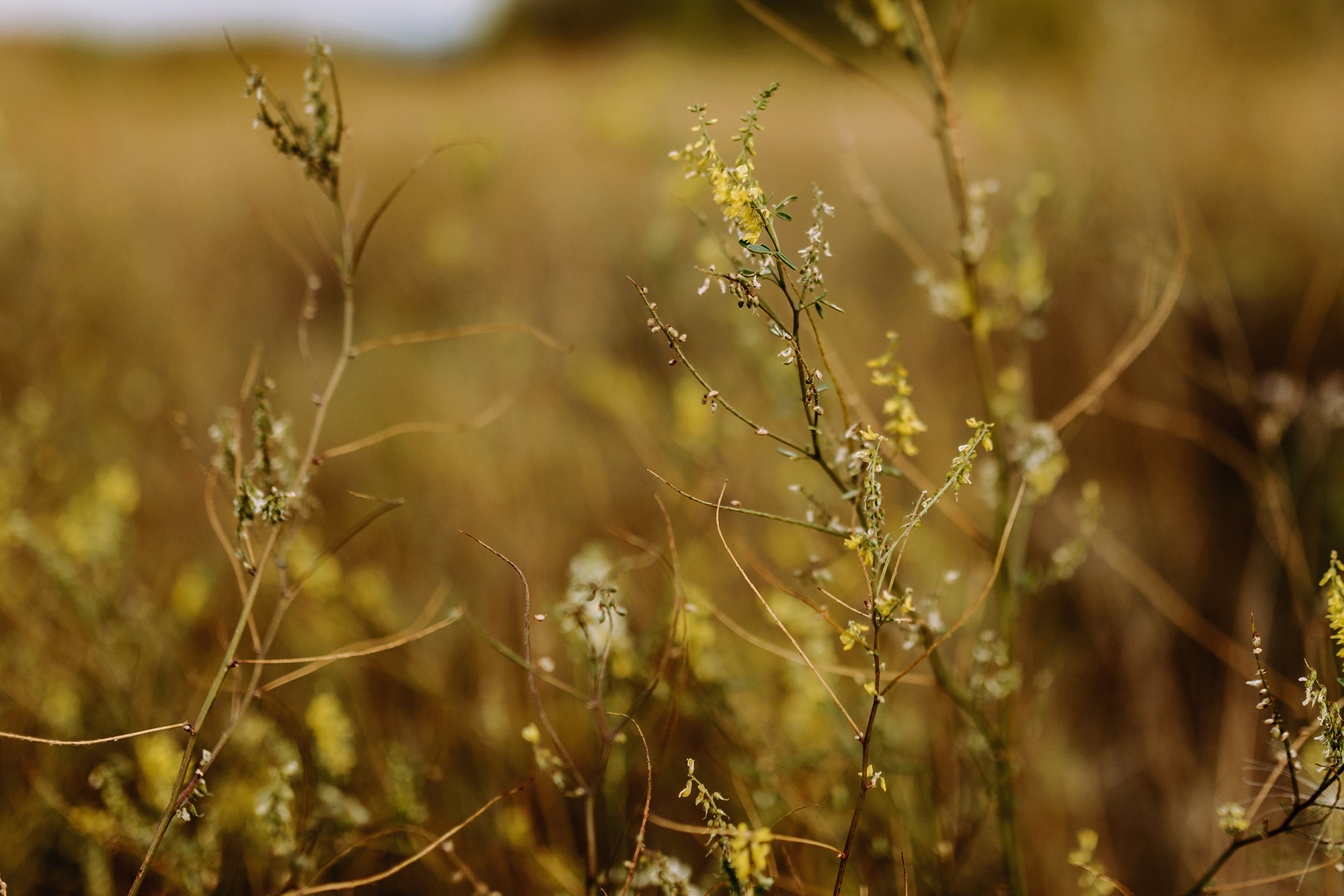 Андрей и Анастасия. Свадебный и семейный фотограф в Стерлитамаке, Салавате. Илья Антохин
