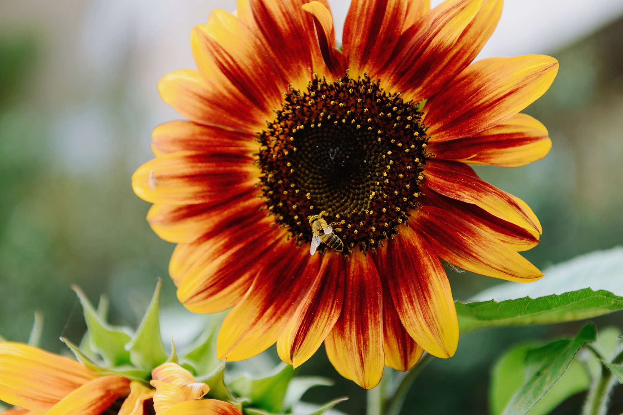 Алексей и Алёна. Свадебный и семейный фотограф в Стерлитамаке, Салавате. Илья Антохин