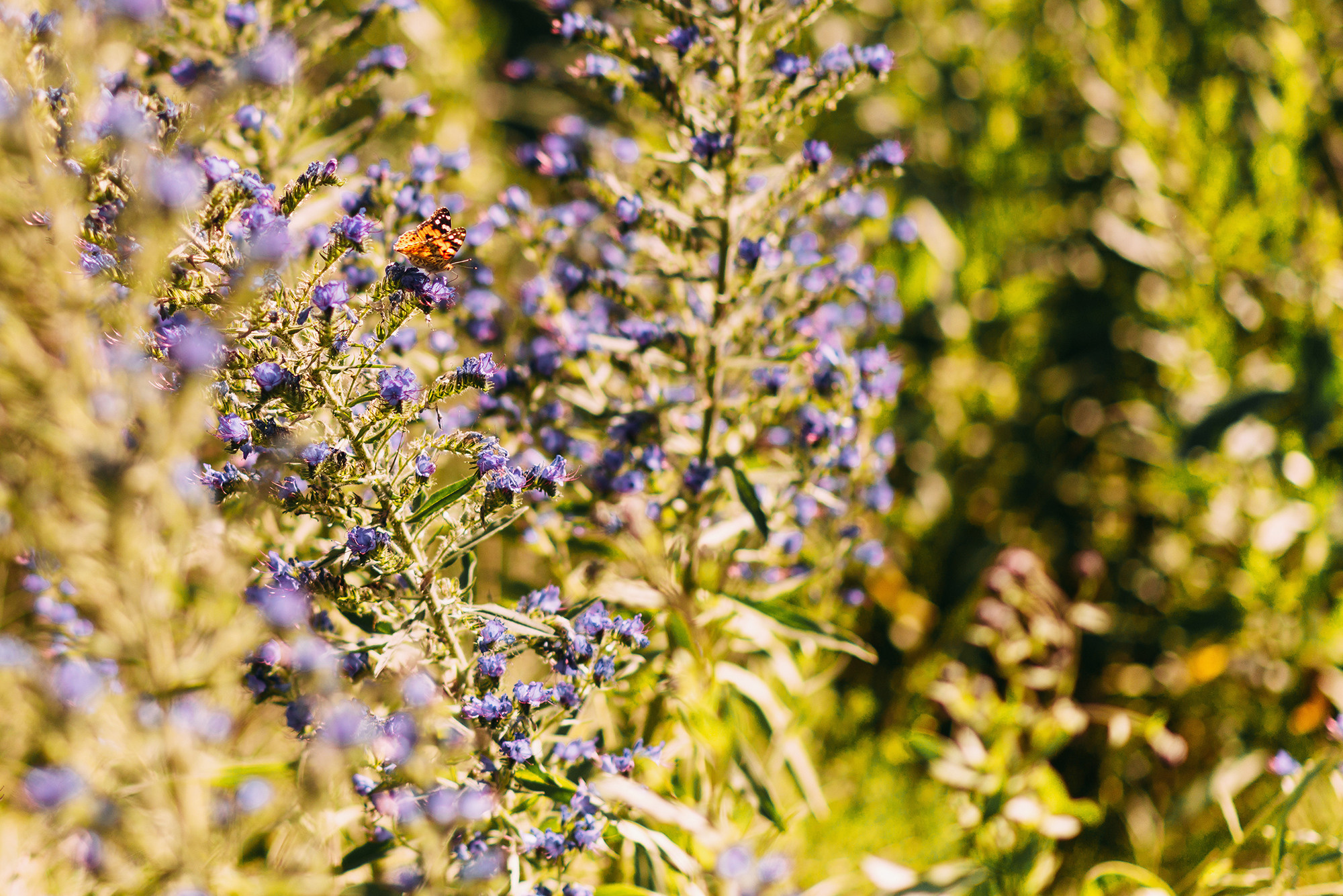 Евгений, Дарья и Ева. Свадебный и семейный фотограф в Стерлитамаке, Салавате. Илья Антохин