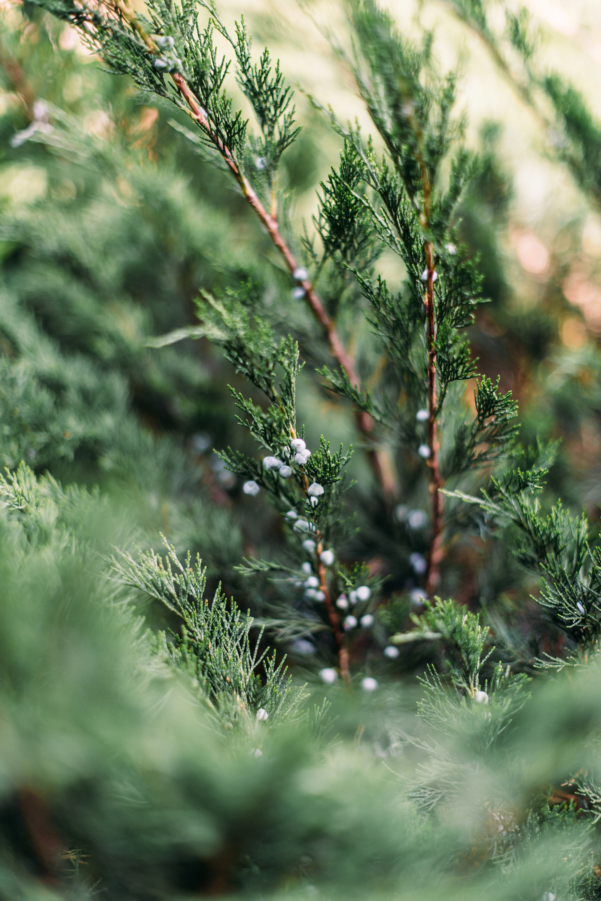 Альберт и Екатерина. Свадебный и семейный фотограф в Стерлитамаке, Салавате. Илья Антохин