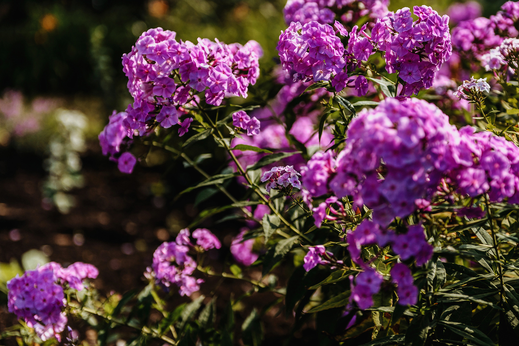 Мурат и Лейсан. Свадебный и семейный фотограф в Стерлитамаке, Салавате. Илья Антохин