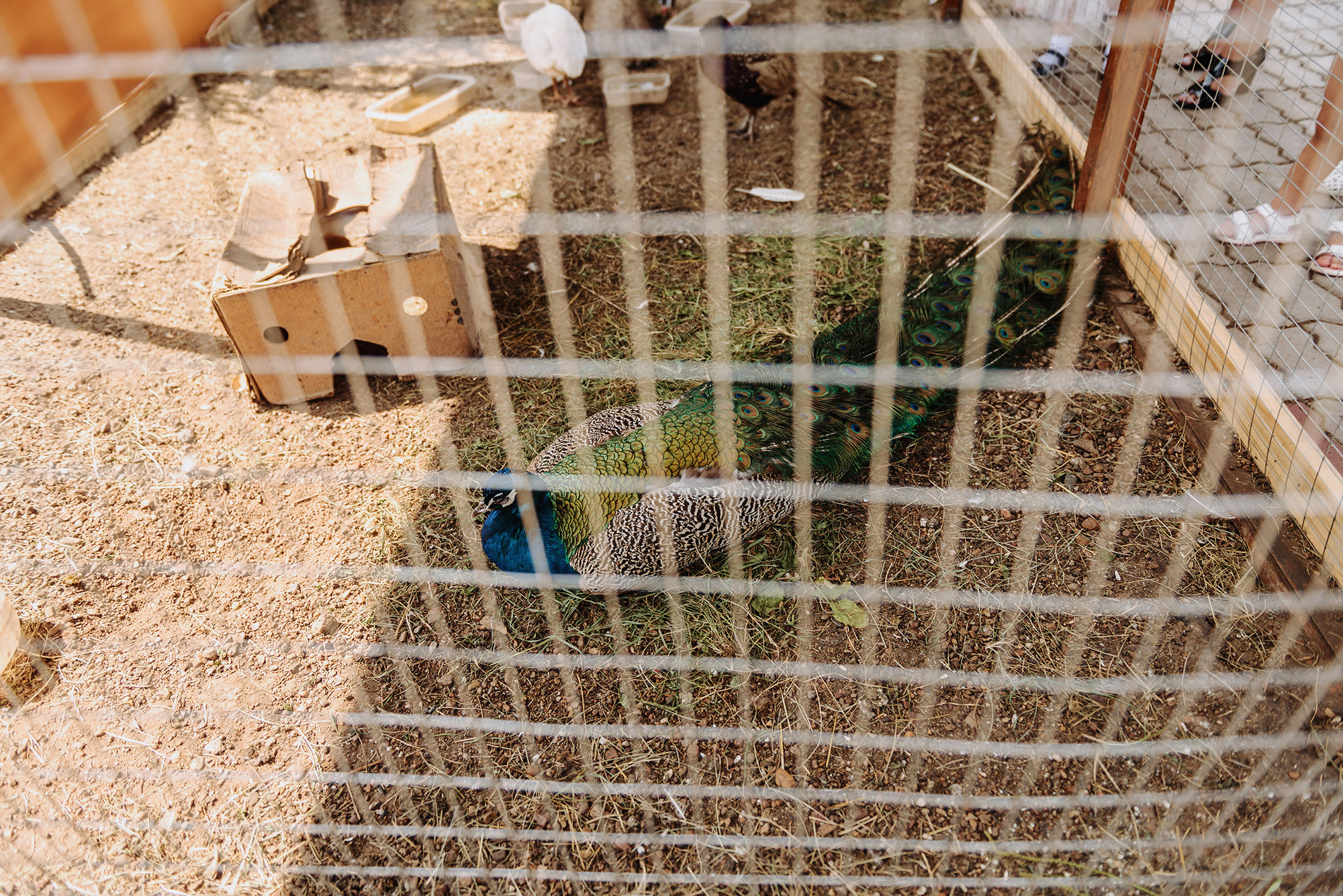 Разиф и Снежана. Свадебный и семейный фотограф в Стерлитамаке, Салавате. Илья Антохин