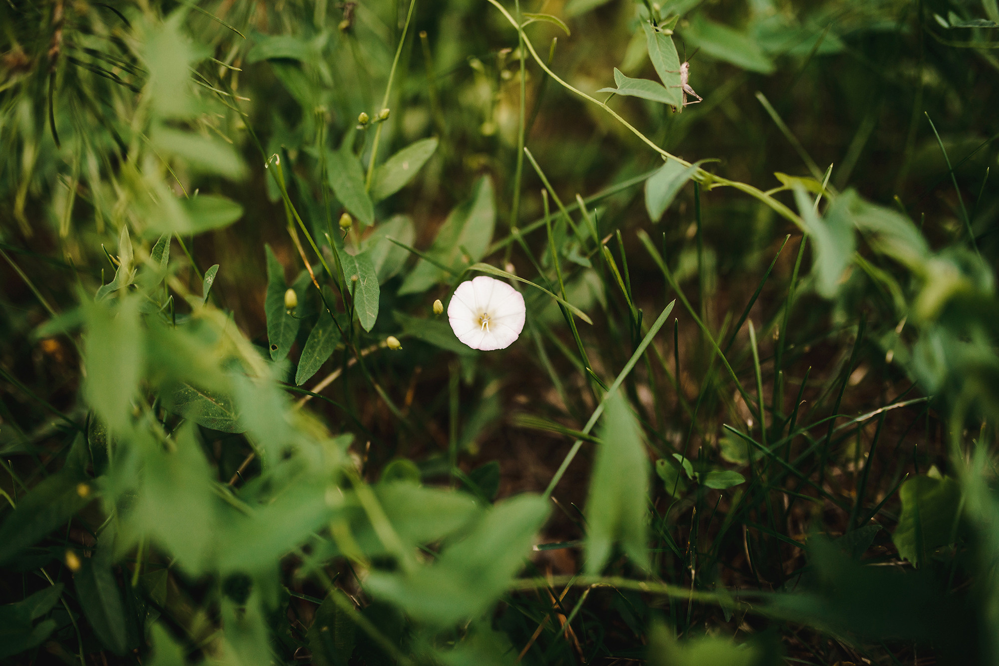 Одуванчиково — колокольчиковое утро. Свадебный и семейный фотограф в Стерлитамаке, Салавате. Илья Антохин