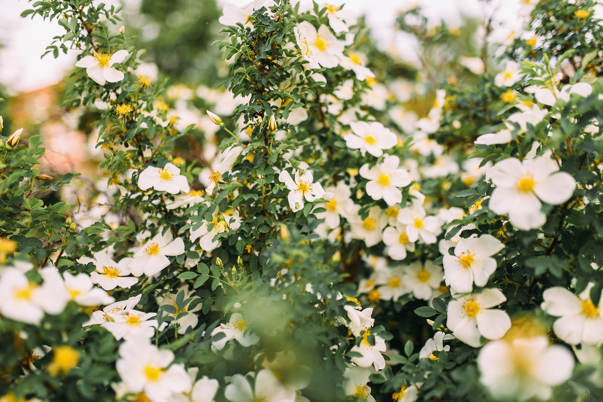 Максим и Кристина. Свадебный и семейный фотограф в Стерлитамаке, Салавате. Илья Антохин