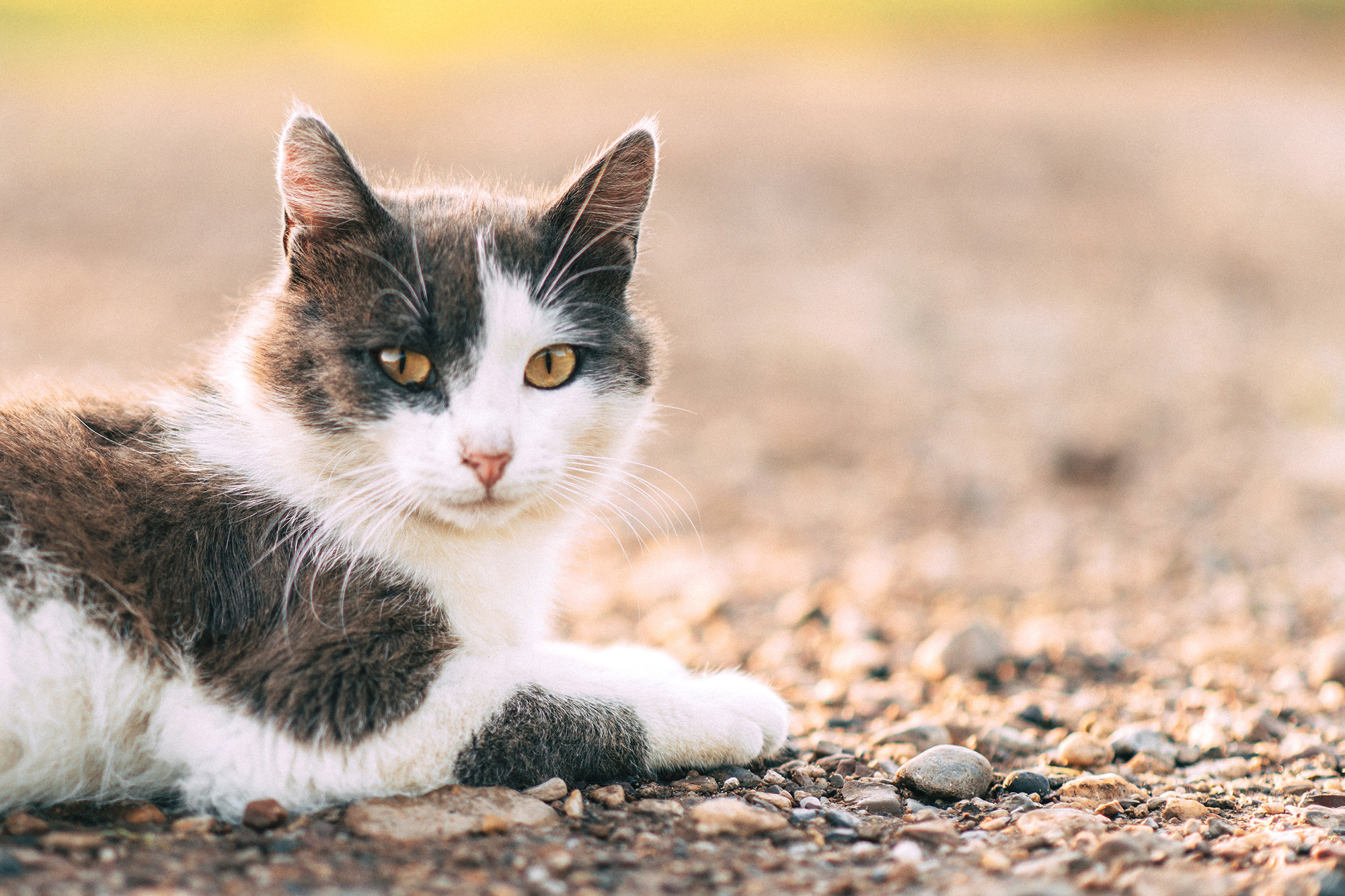 Кот, Греция и Мерседес. Свадебный и семейный фотограф в Стерлитамаке, Салавате. Илья Антохин